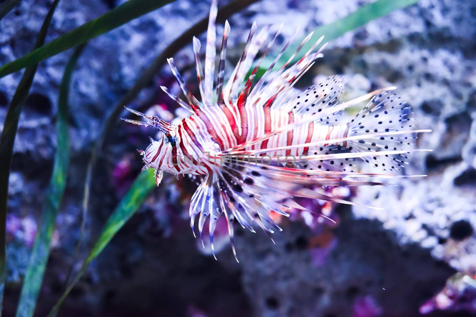 broadbarred lionfish or spotfin lionfish in aquarium