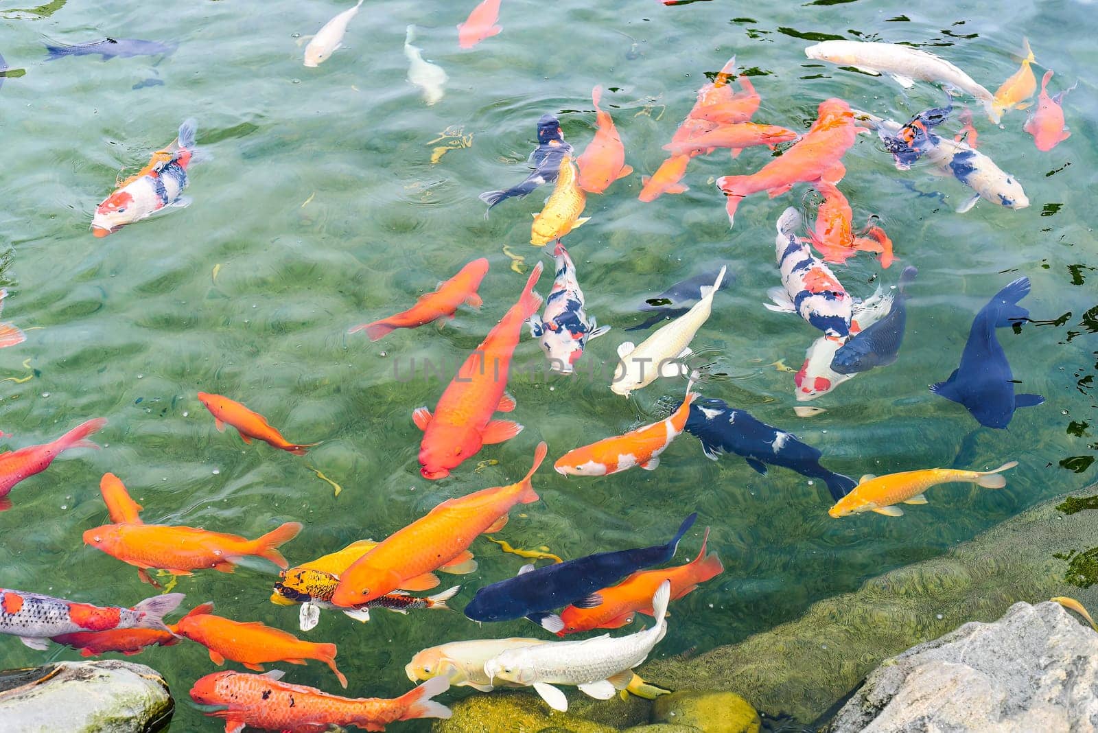 Many coi fish carp swimming in pond of Vietnam