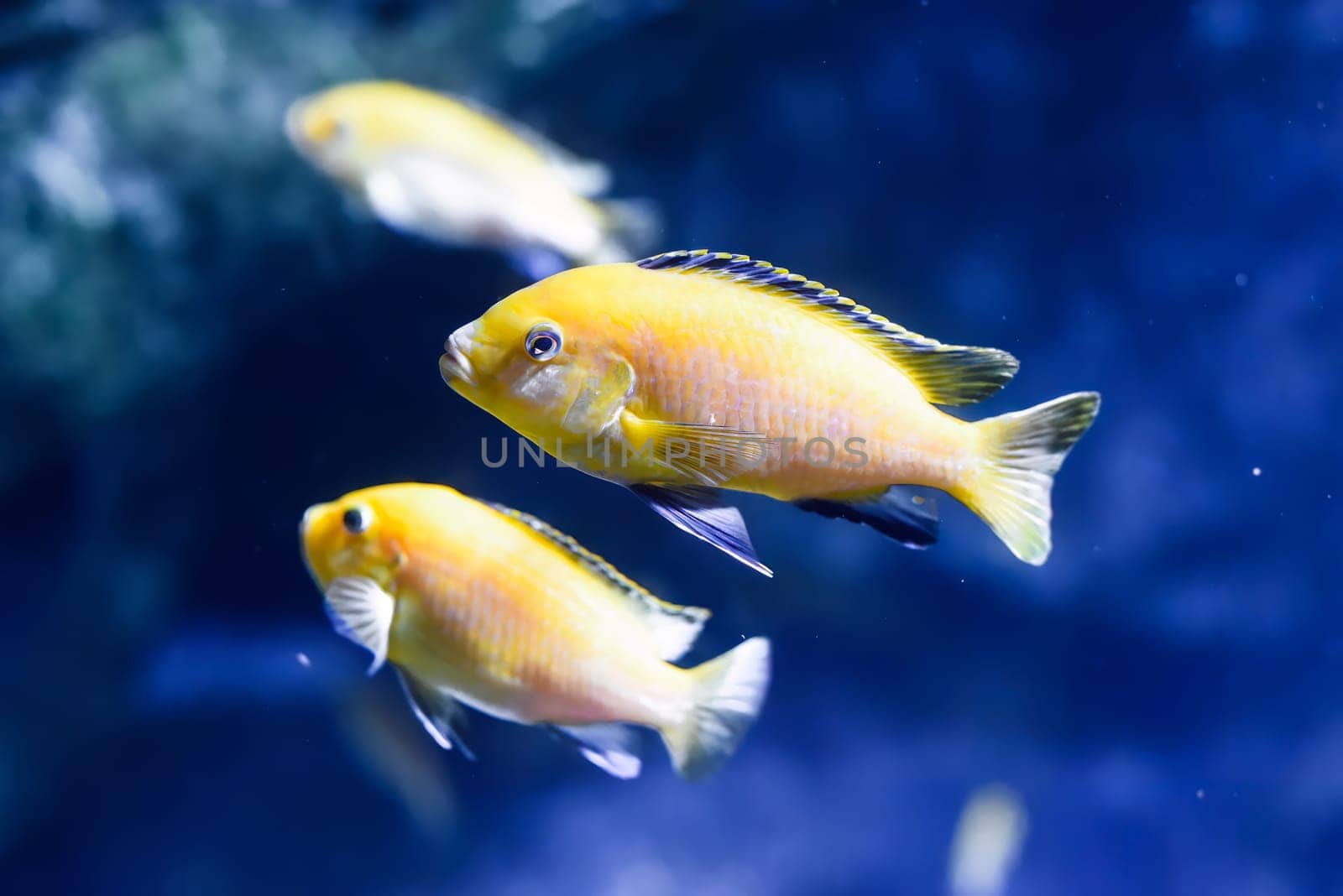 Electric yellow cichlid freshwater aquarium fish in Thailand