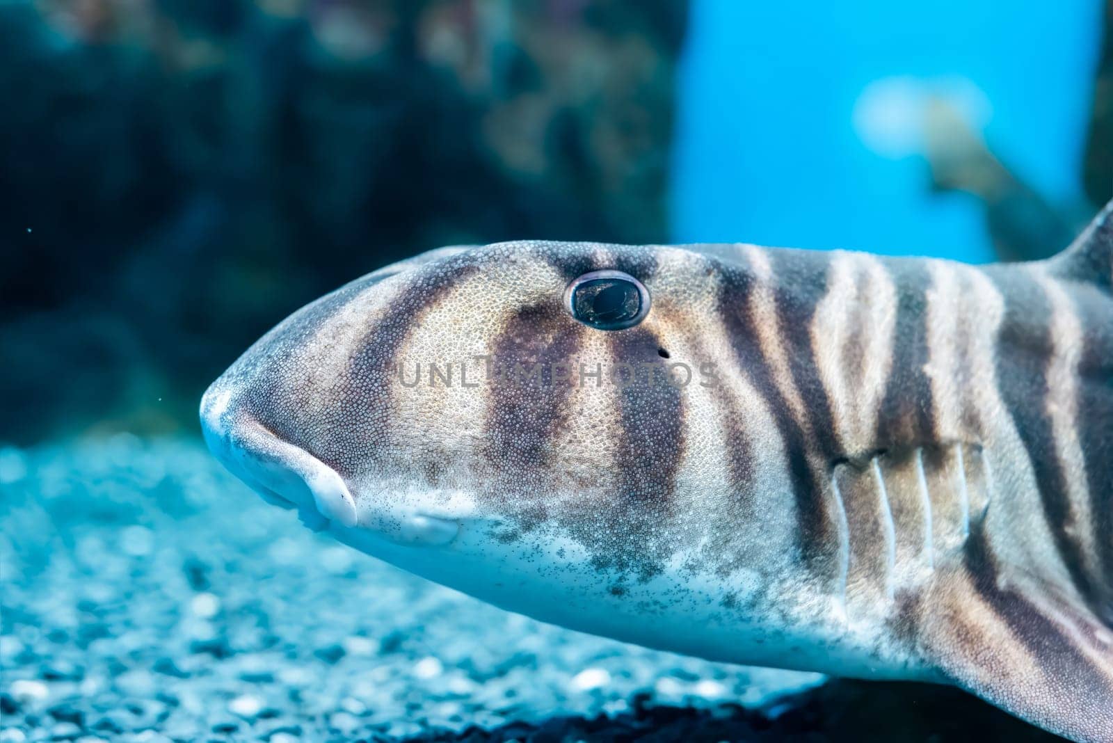 Zebra bullhead shark (Heterodontus zebra) swimming in the sea