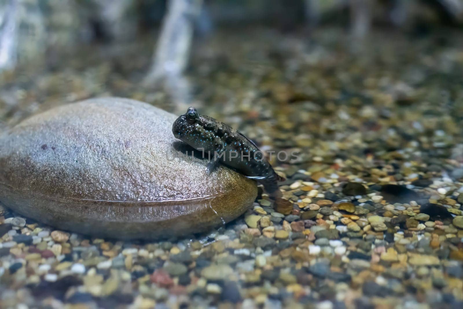 Mudskipper creature sitting on the stone close up
