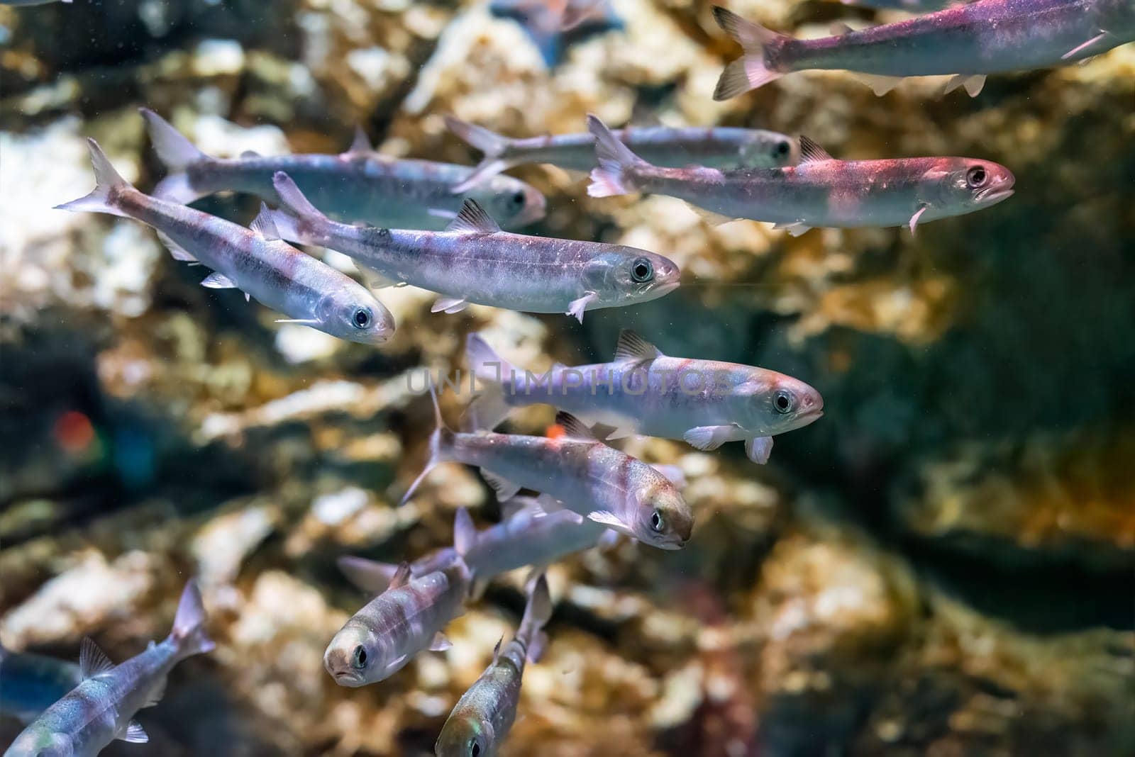 Many black kokanee (Oncorhynchus kawamurae), or kunimasu fish