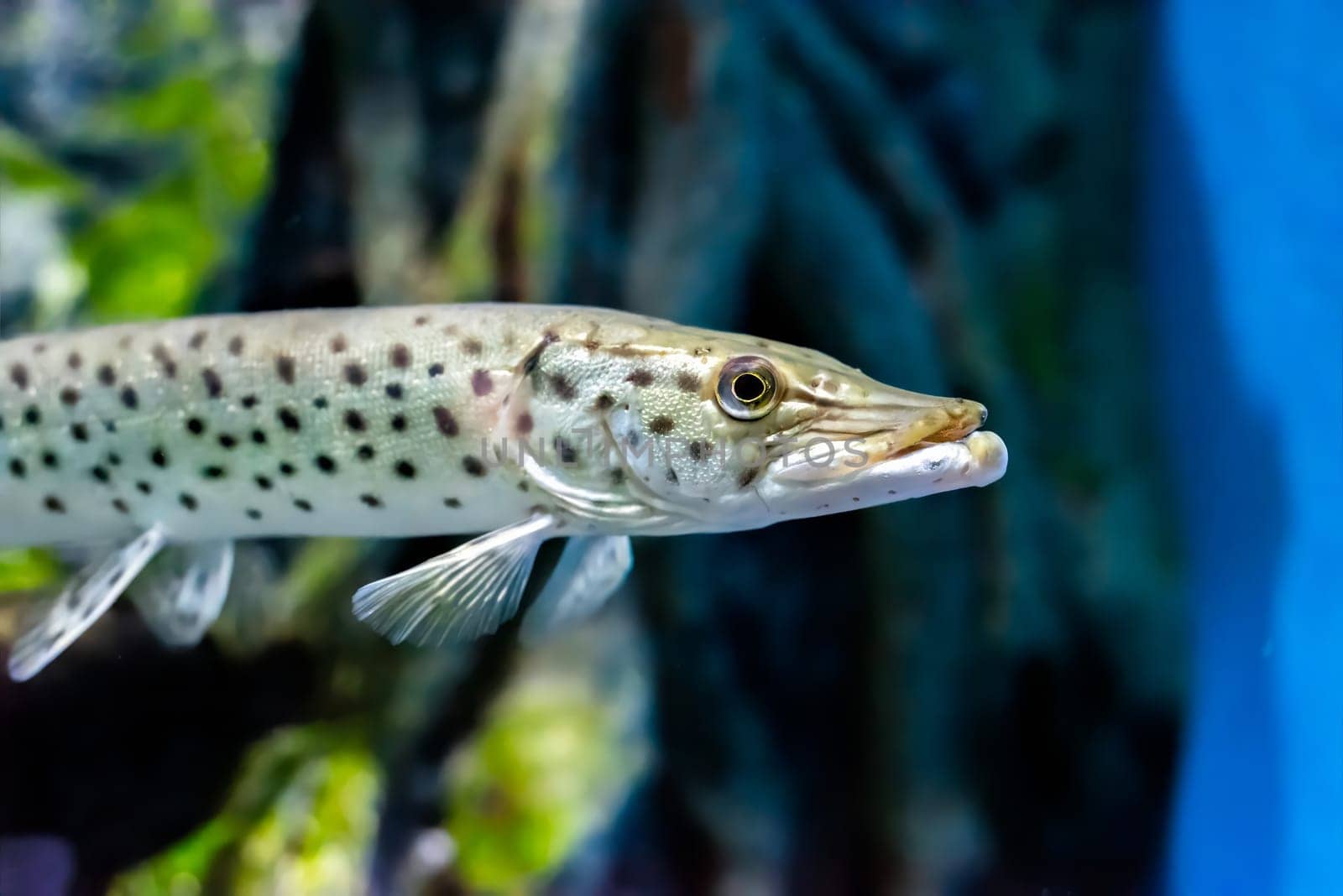 The Amur pike (Esox reichertii), also known as the blackspotted pike native to the Amur River in Russia