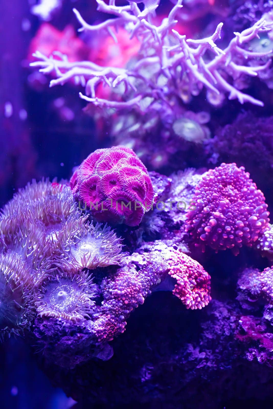 Mussidae or brain corall in aquarium