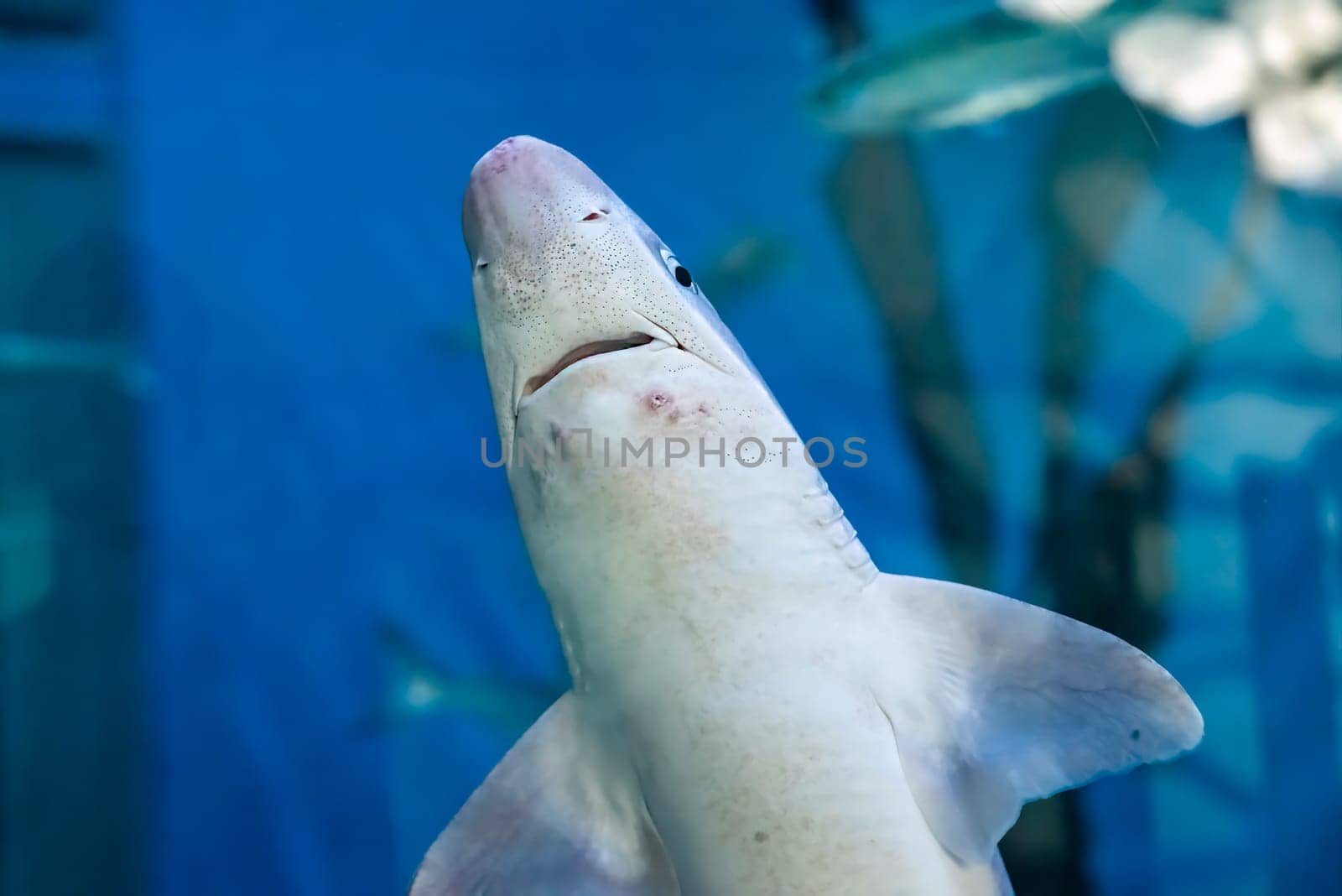 The great white shark (Carcharodon carcharias), also known as the white shark, white pointer, or simply great white close up