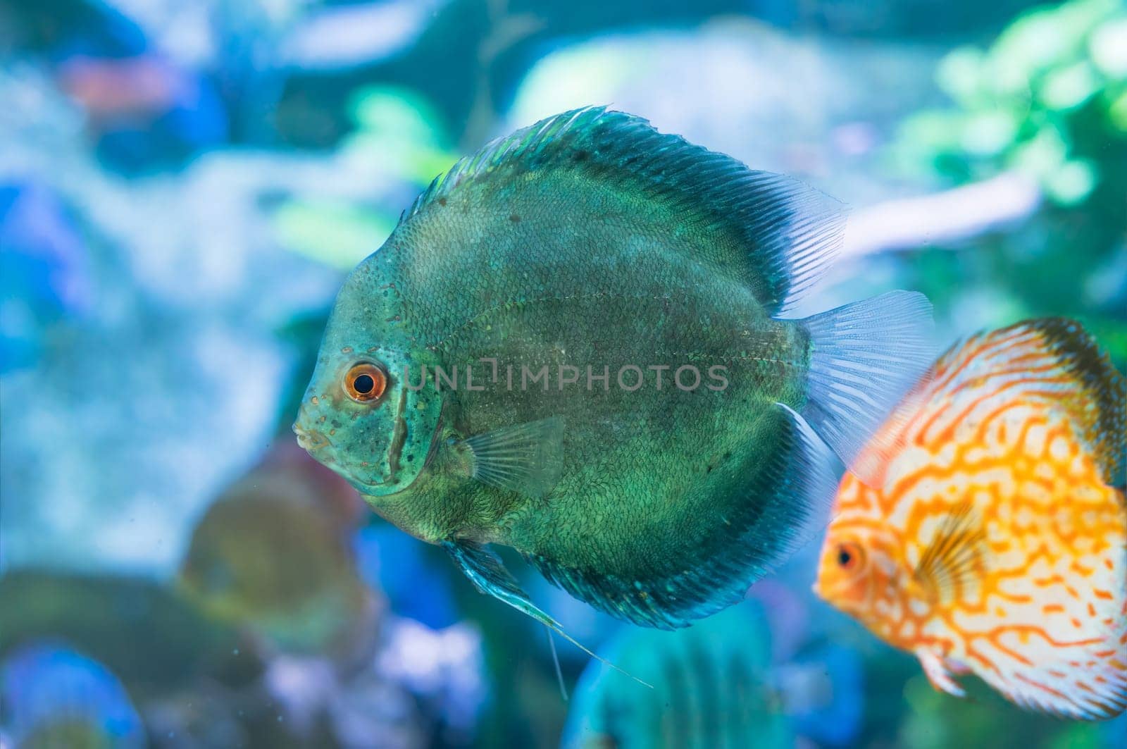 Blue Symphysodon (known as discus or discus fish) swimming in aquarium