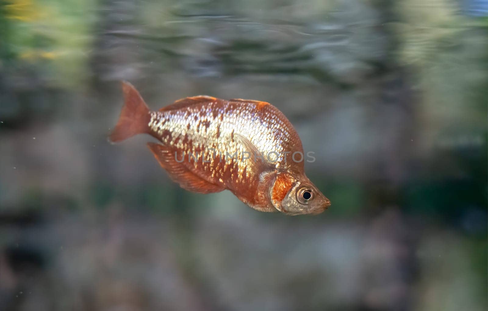 The red rainbowfish or salmon-red rainbowfish (Glossolepis incisa)