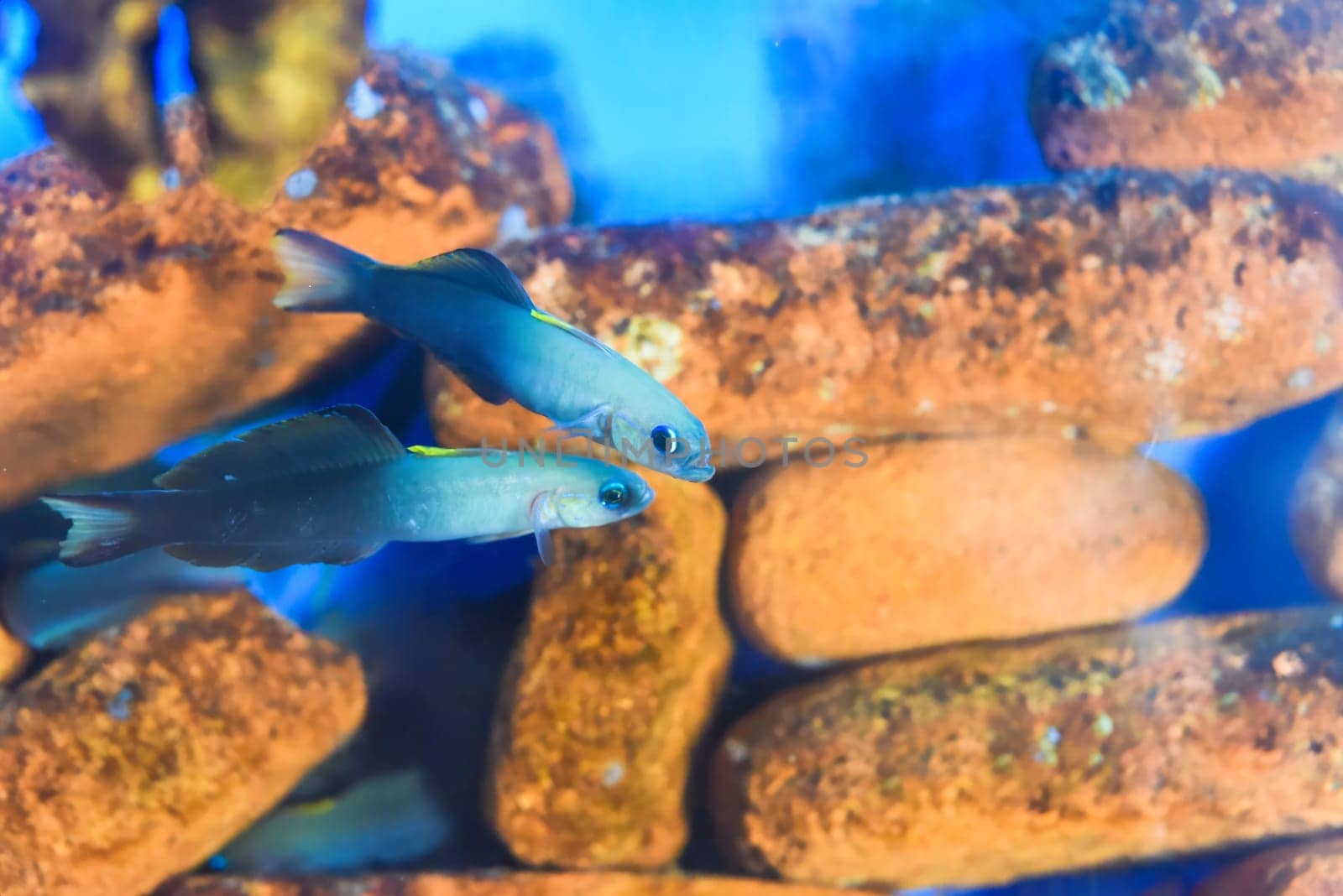 The Scissortail Dartfish Goby  in aquarium closeup