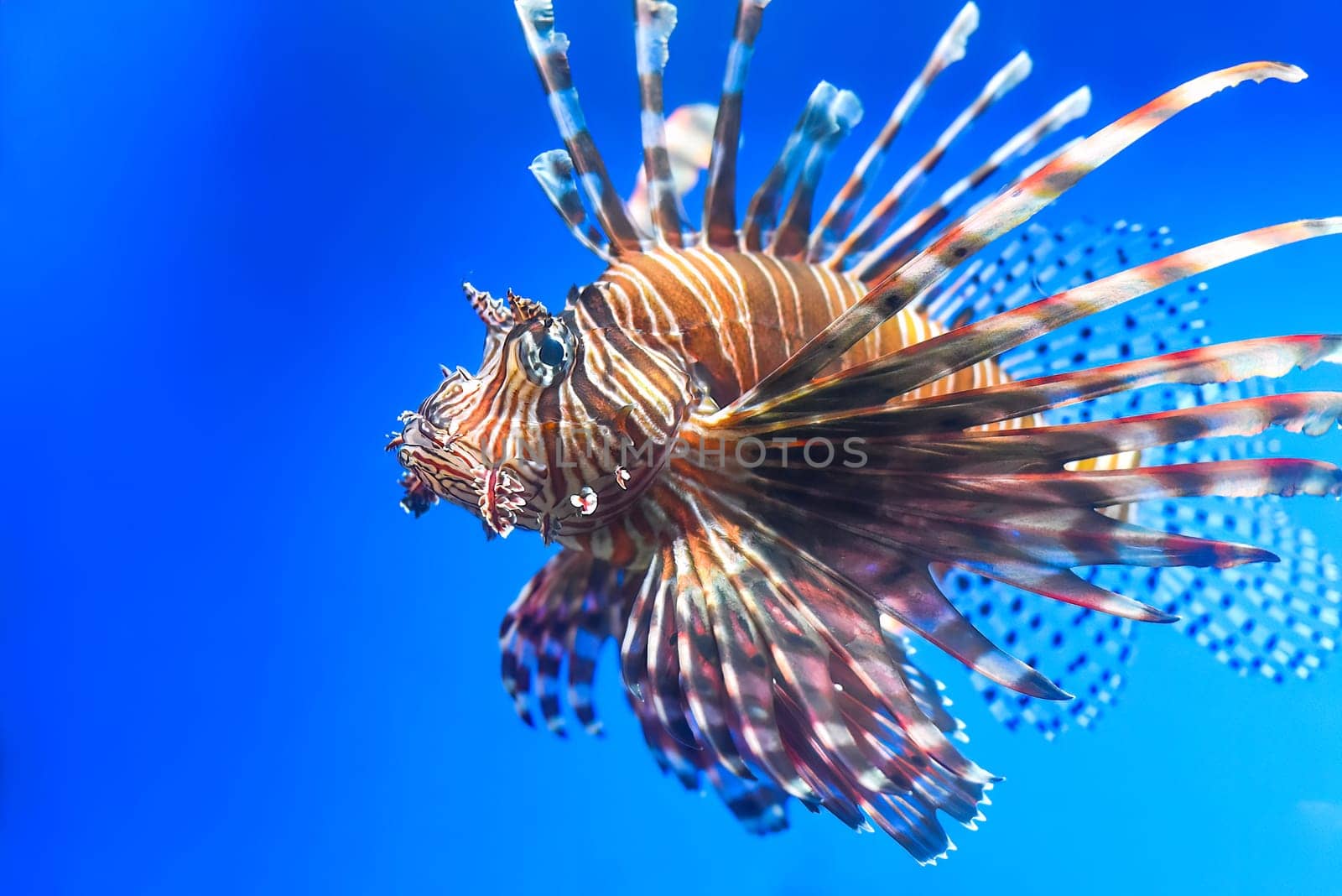 Pterois also known as lionfish in aquarium closeup