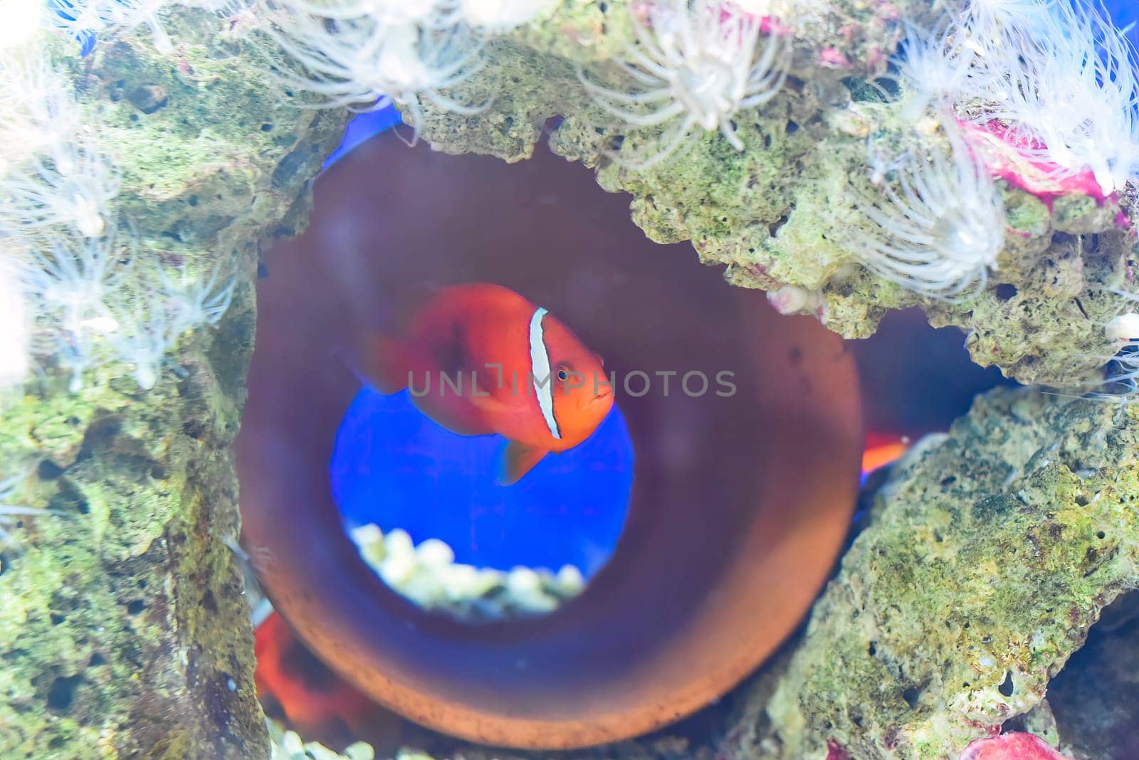 Tomato clownfish in aquarium close-up