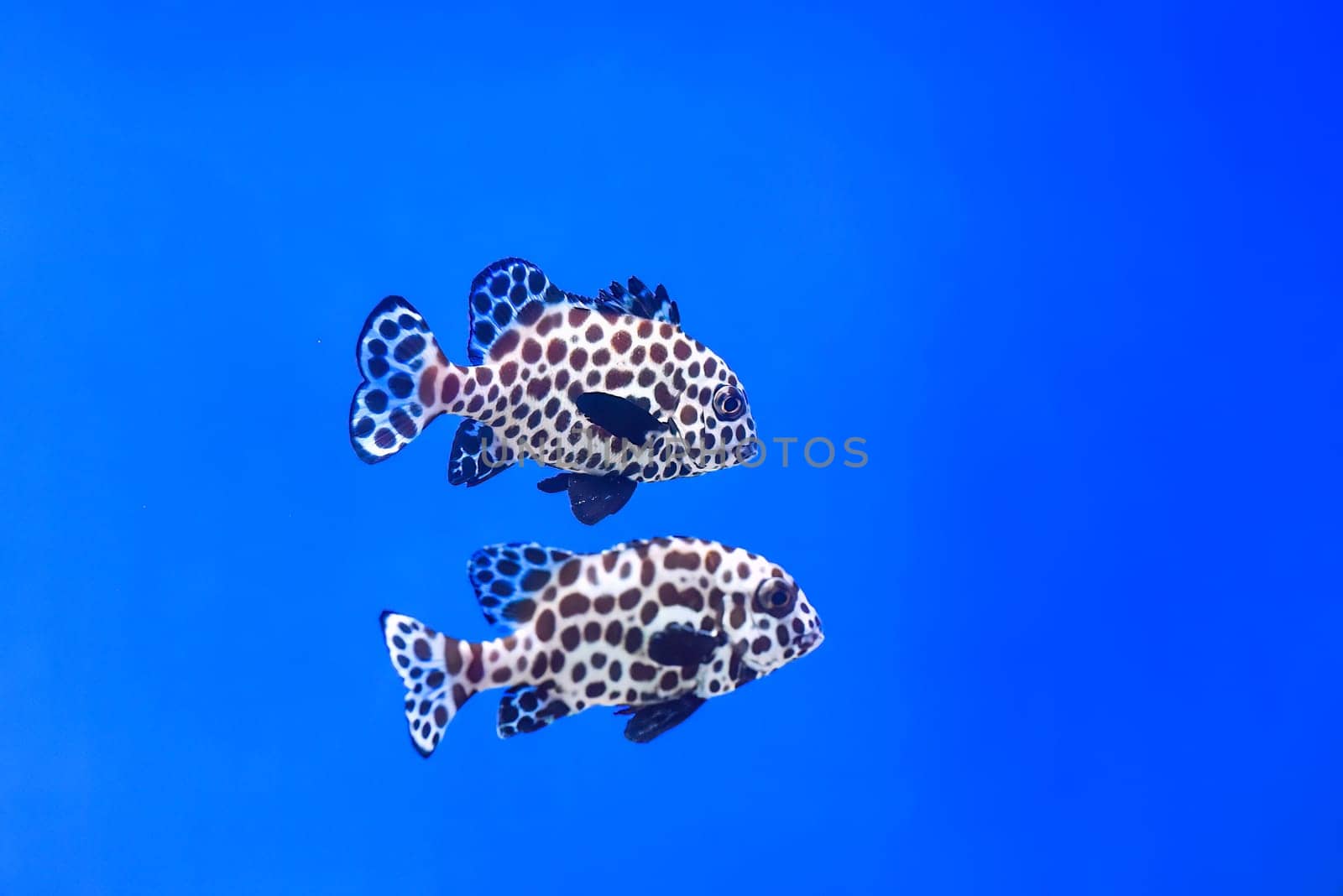 A harlequin sweetlips fish in aquarium close up