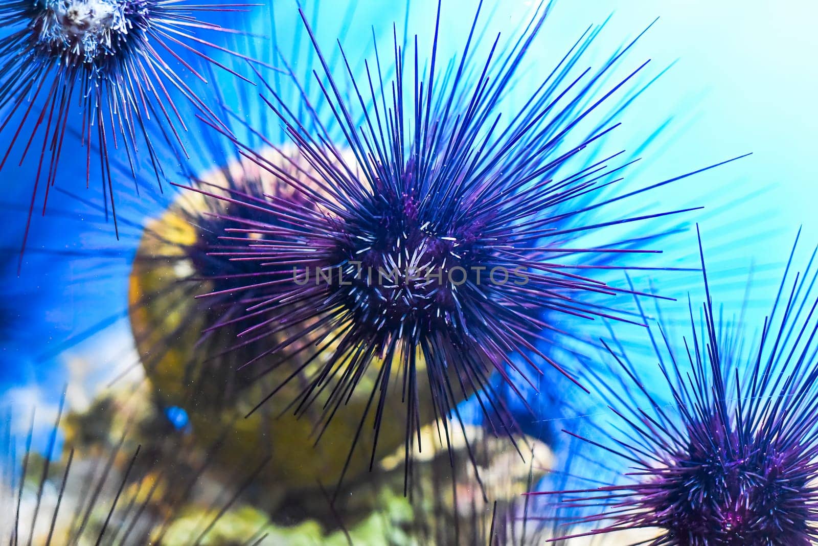 Tropical sea urchin in aquarium closeup