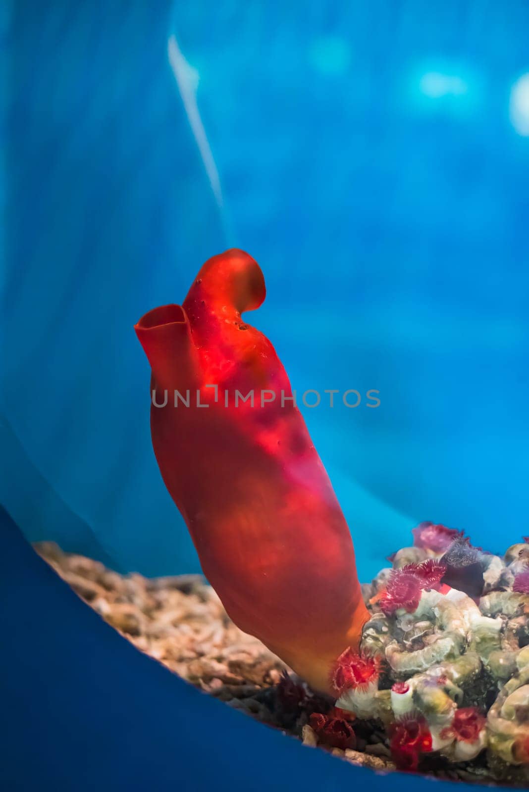 Halocynthia aurantium, commonly known as the sea peach in aquarium