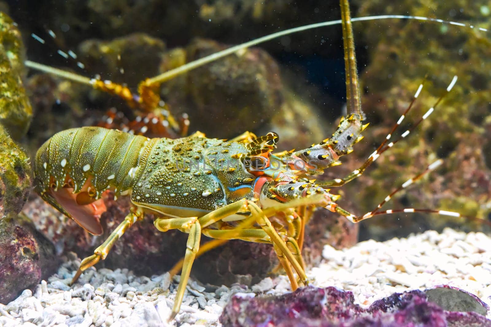 Spiny lobsters also known as langustas in aquarium