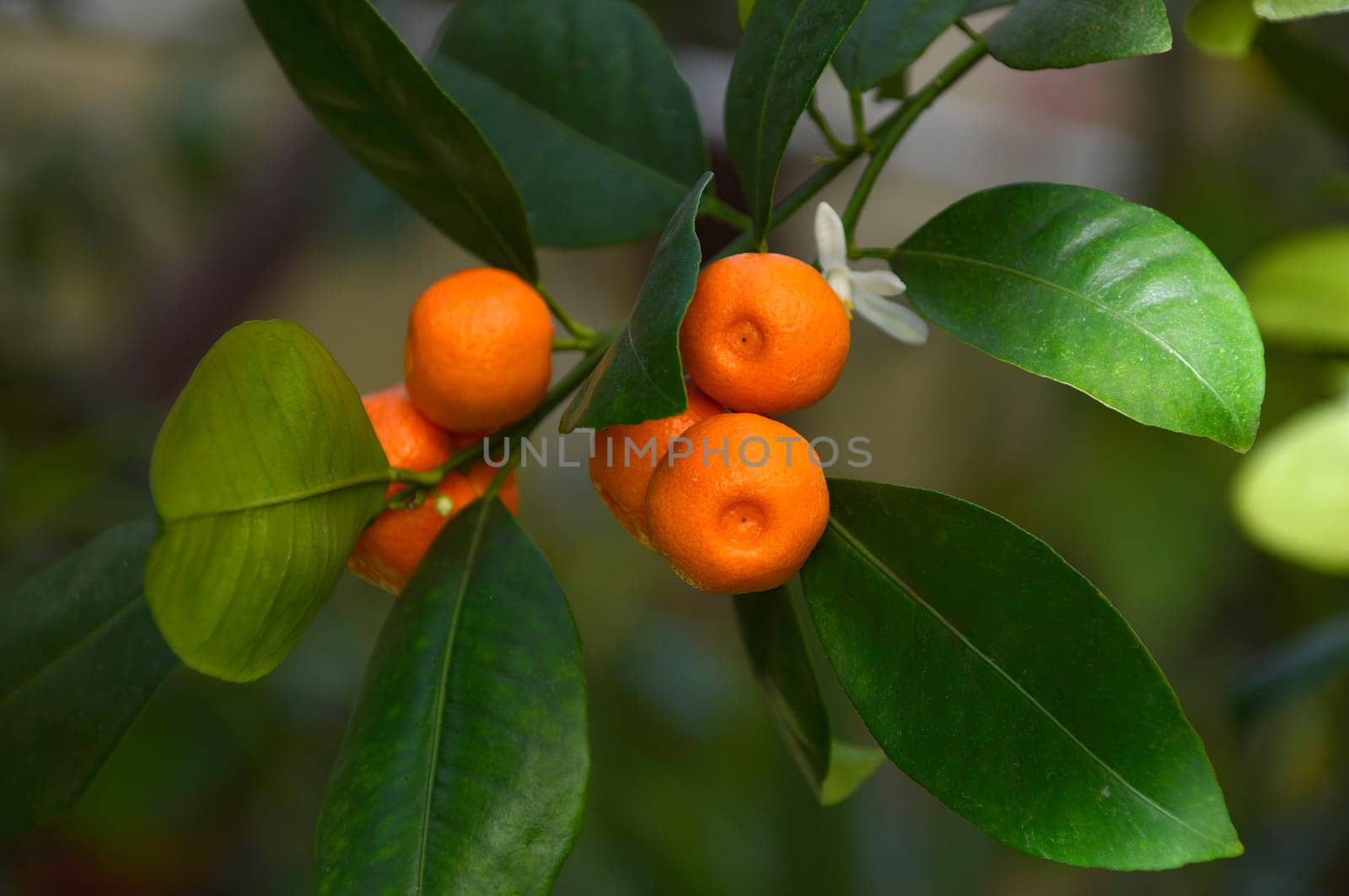 Calamansi, also known as calamondin or Philippine lime