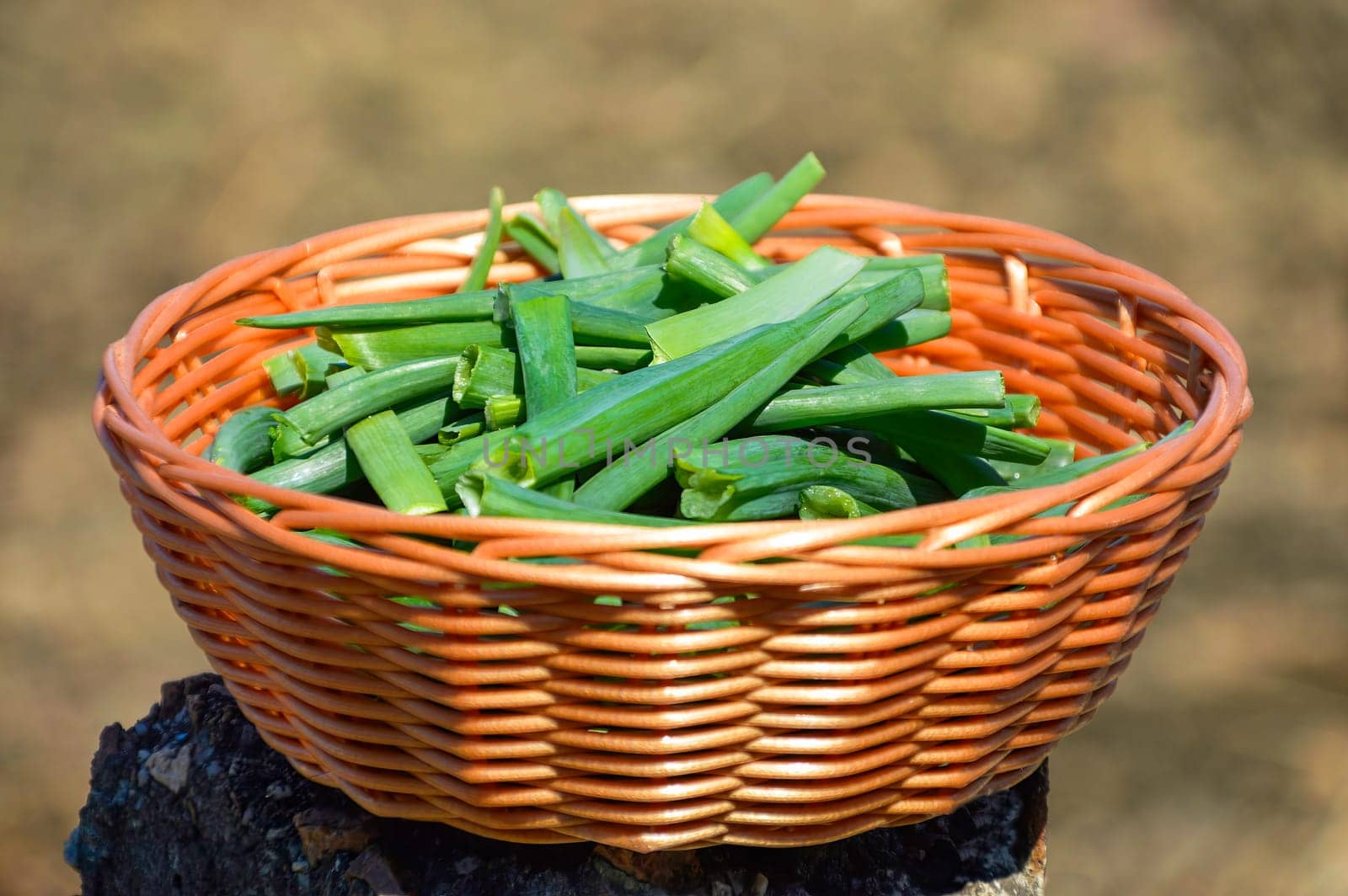 First fresh green onions chopped into pieces in a wicker basket