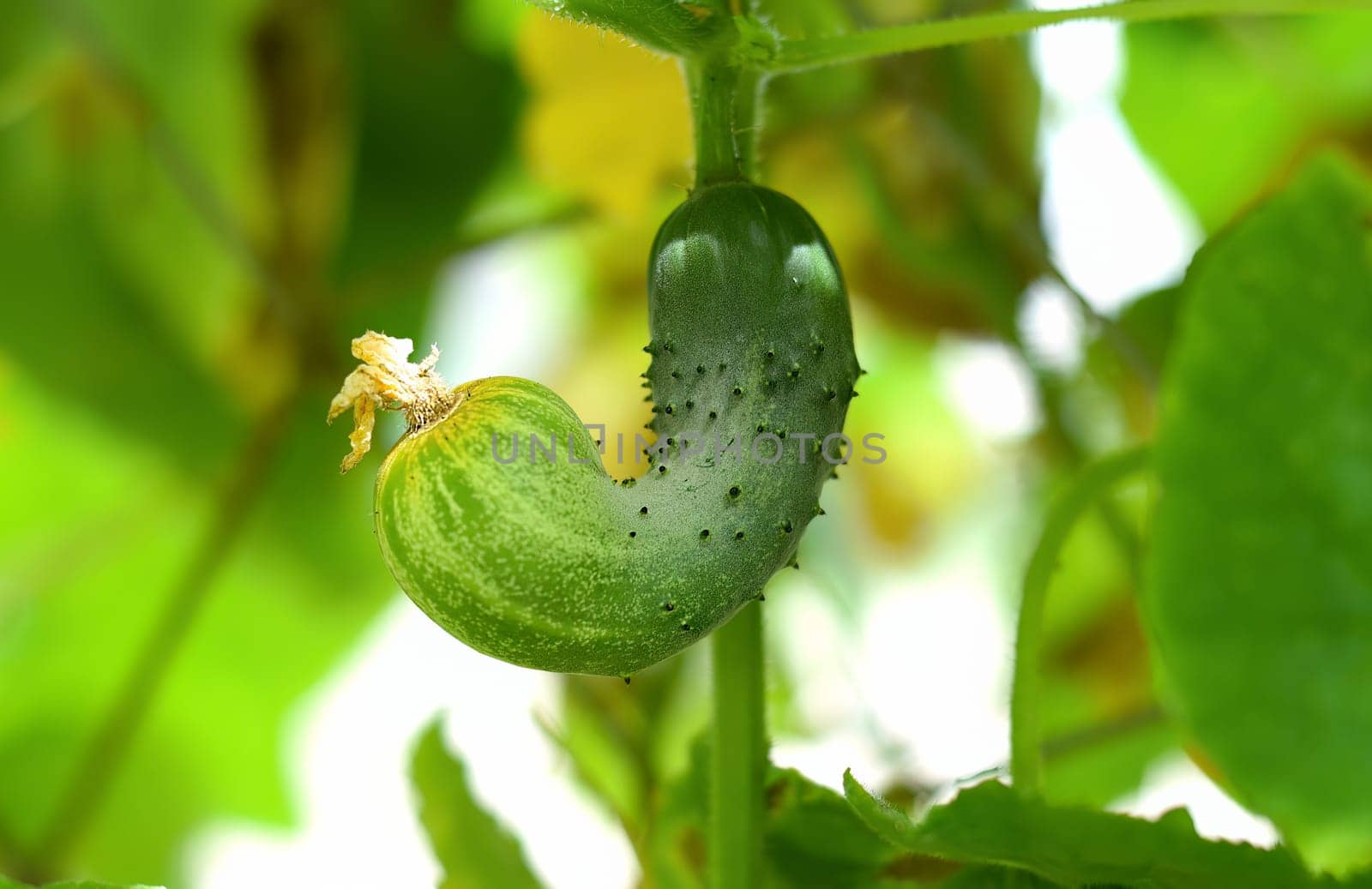 Ripe cucumber growing in the garden