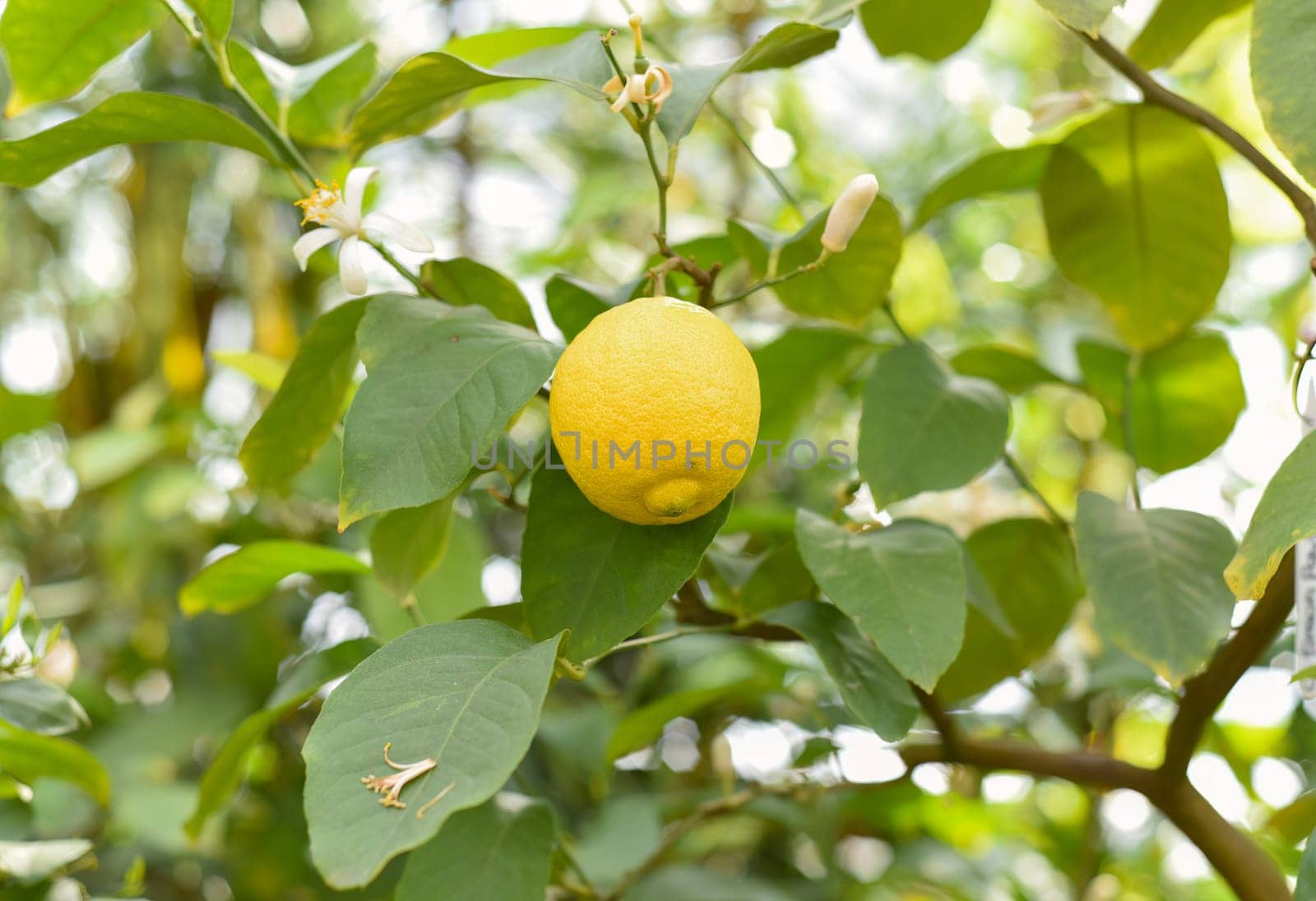 Ripe lemon growing on a branch