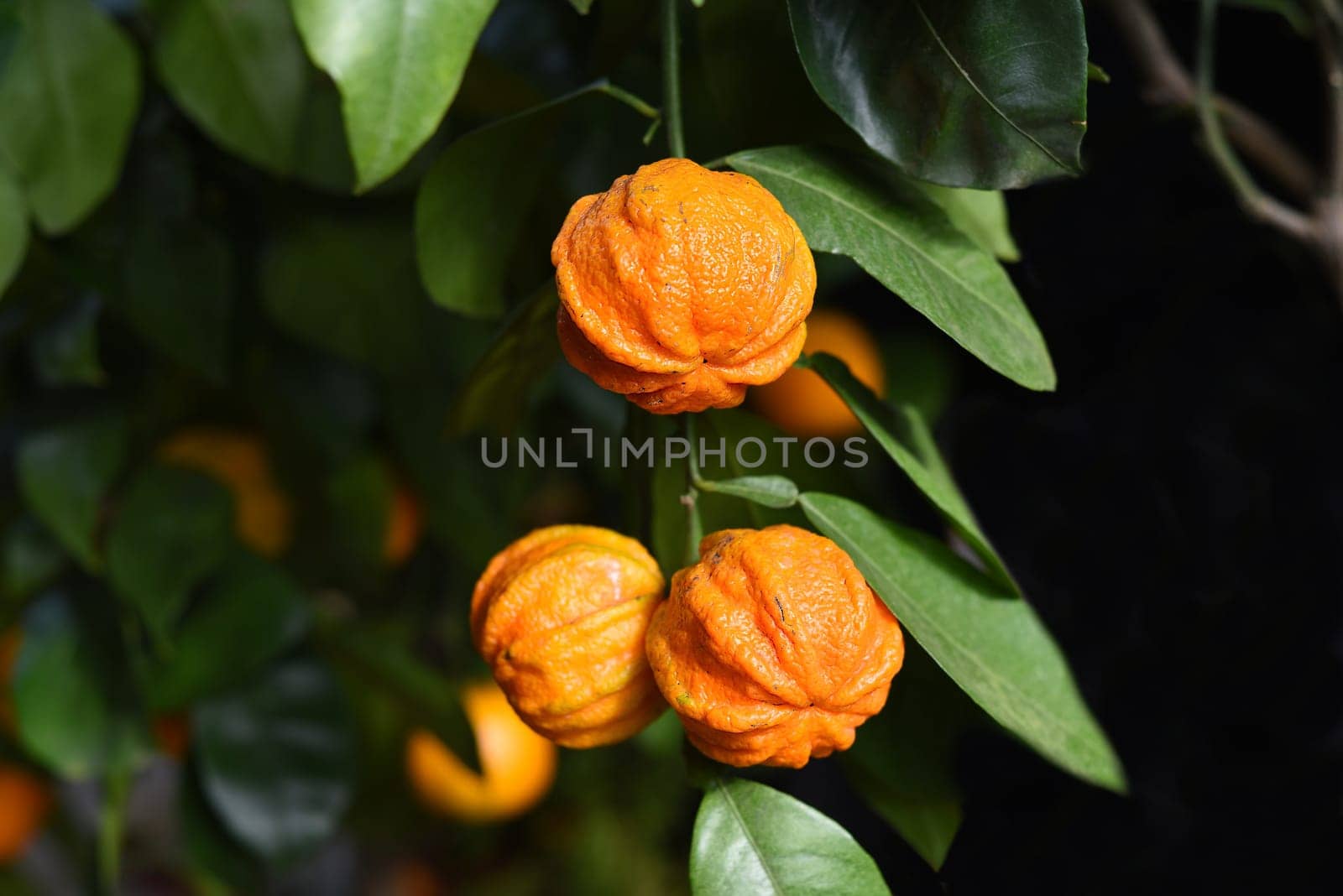 Bitter orange Kikudaidai growing in Japan.