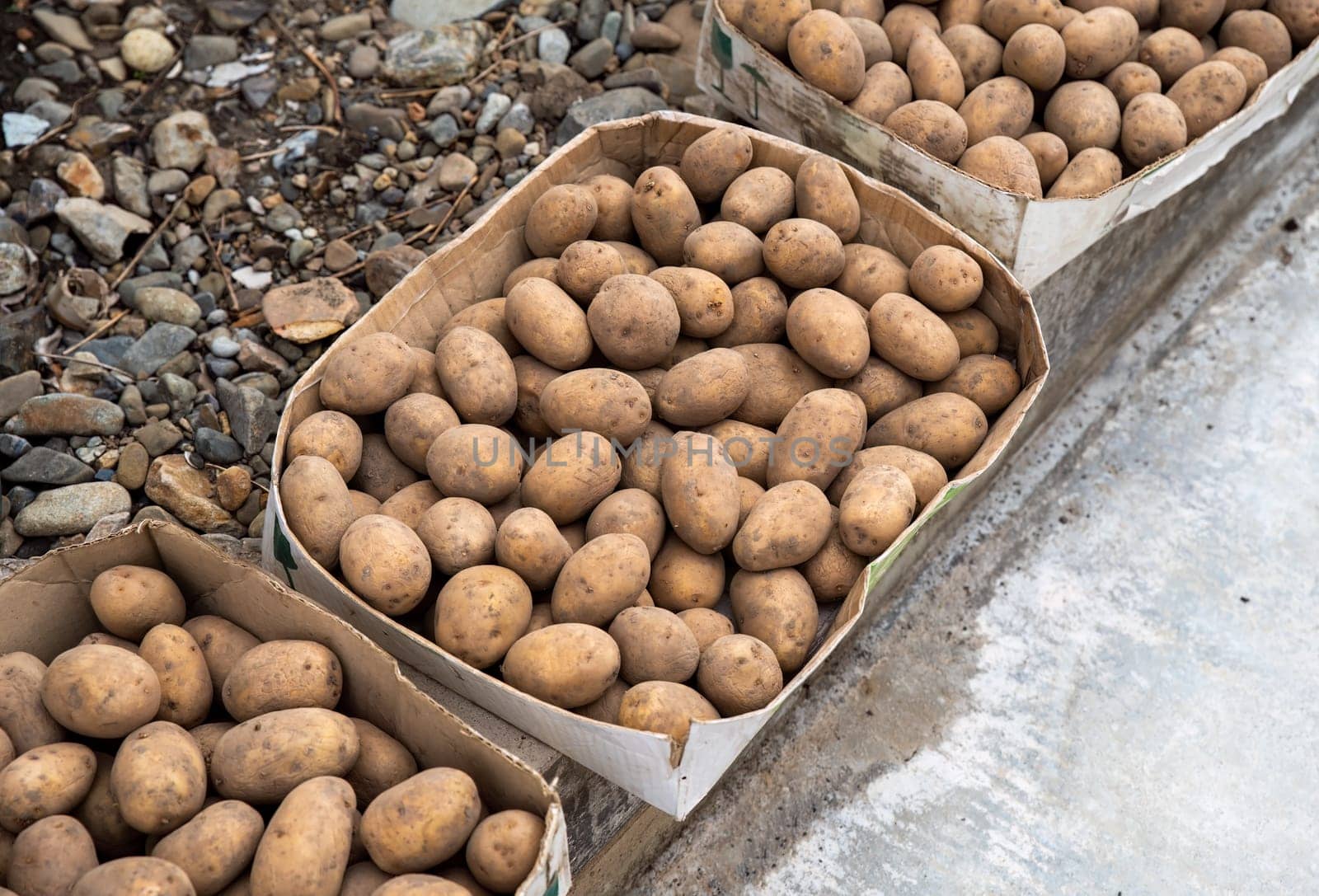 Several boxes with fresh potatoes harvest in the autumn
