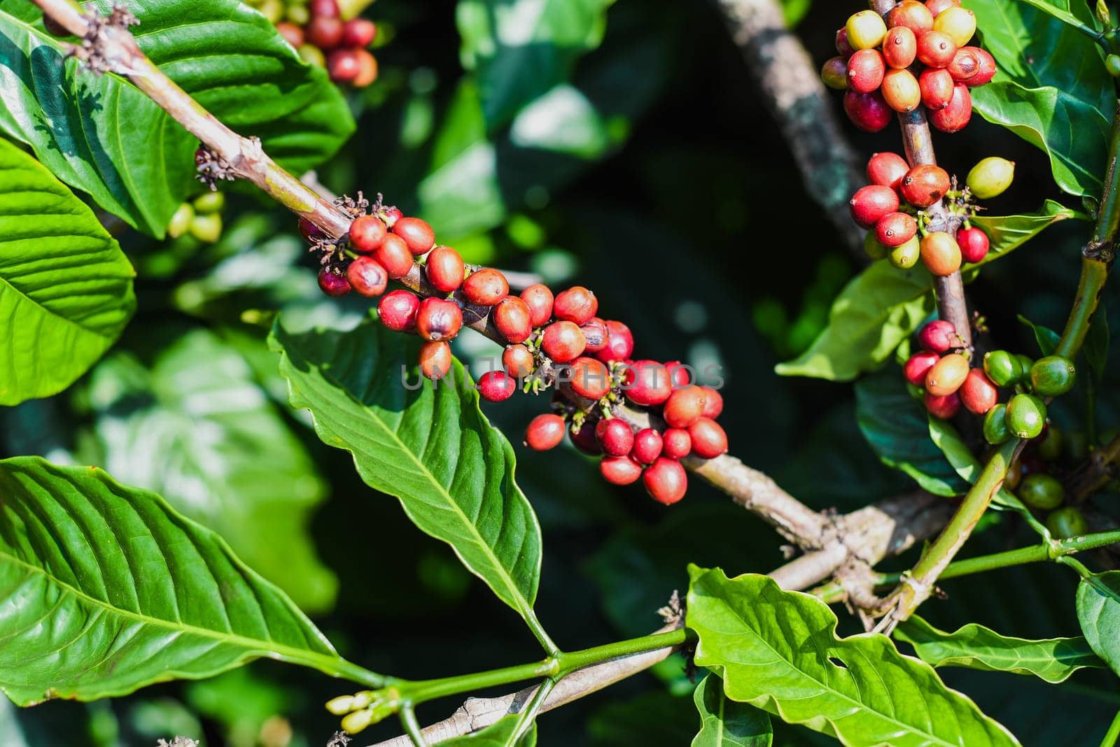 Coffee beans growing in Da Lat Vietnam