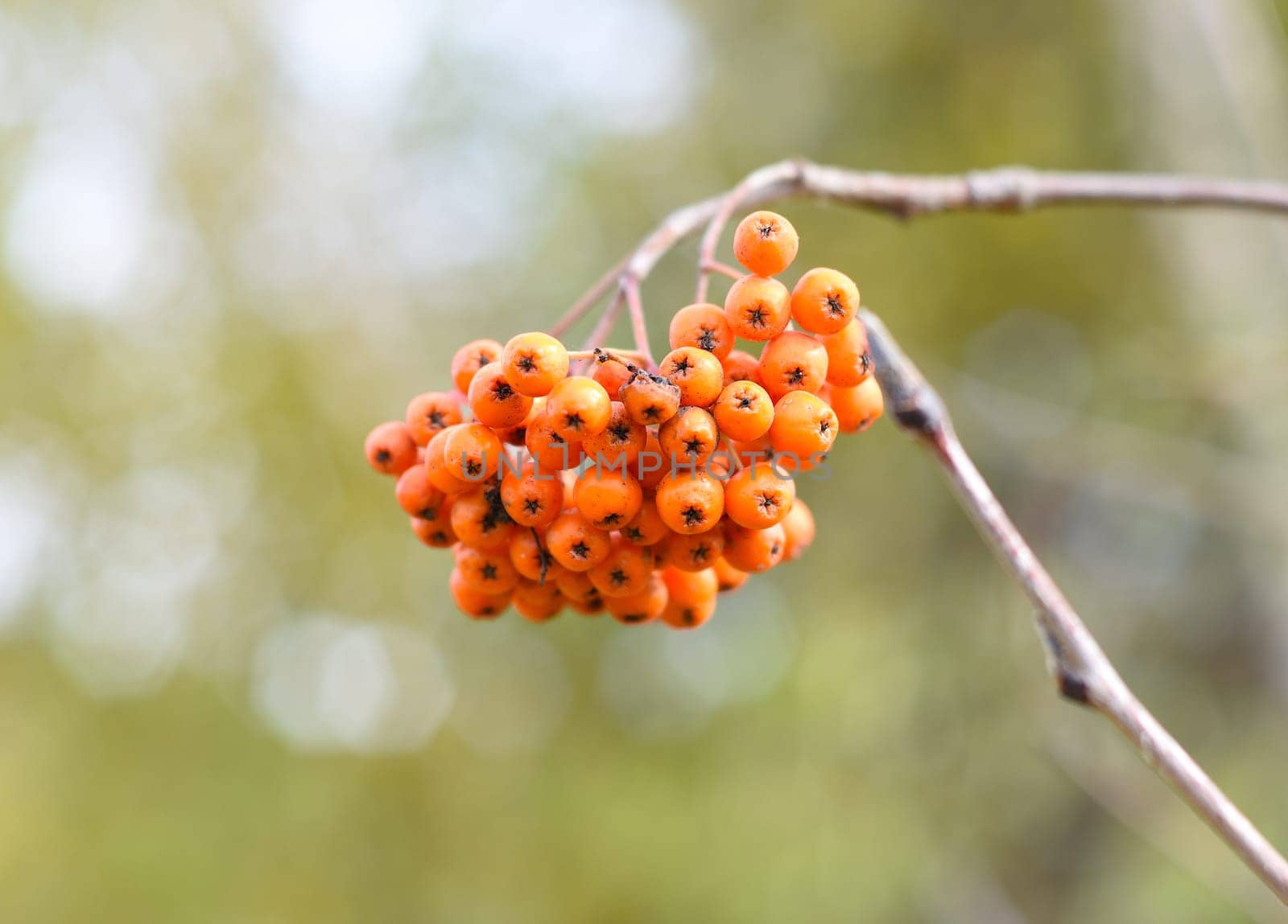 Rowan Amur (Sorbus pohuashanensis) growing in Far East Russia