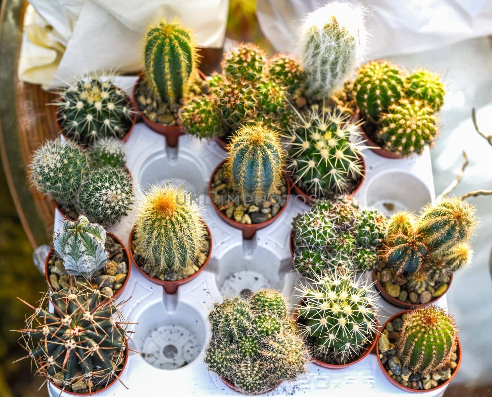 Many potted cacti at a flower market