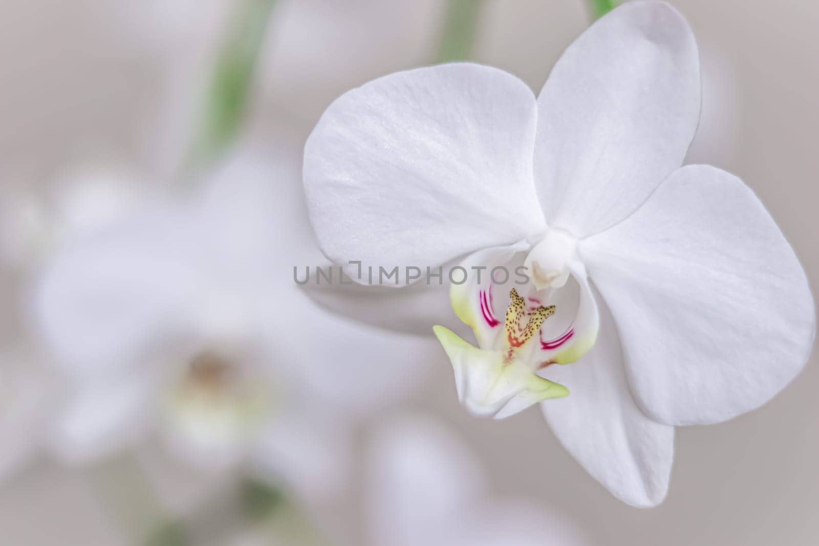 White orchid phalaenopsis flowers, macro. Floral background