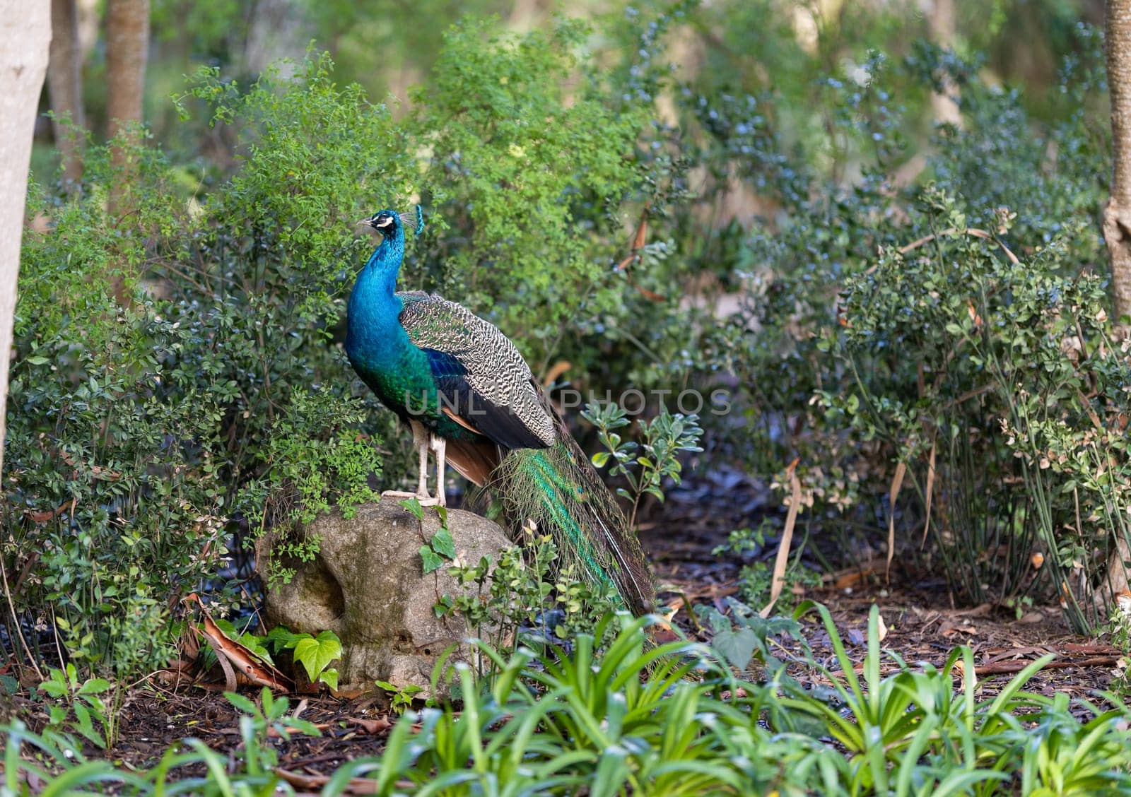 Majestic peacock is standing on a rock, surrounded by vibrant green foliage