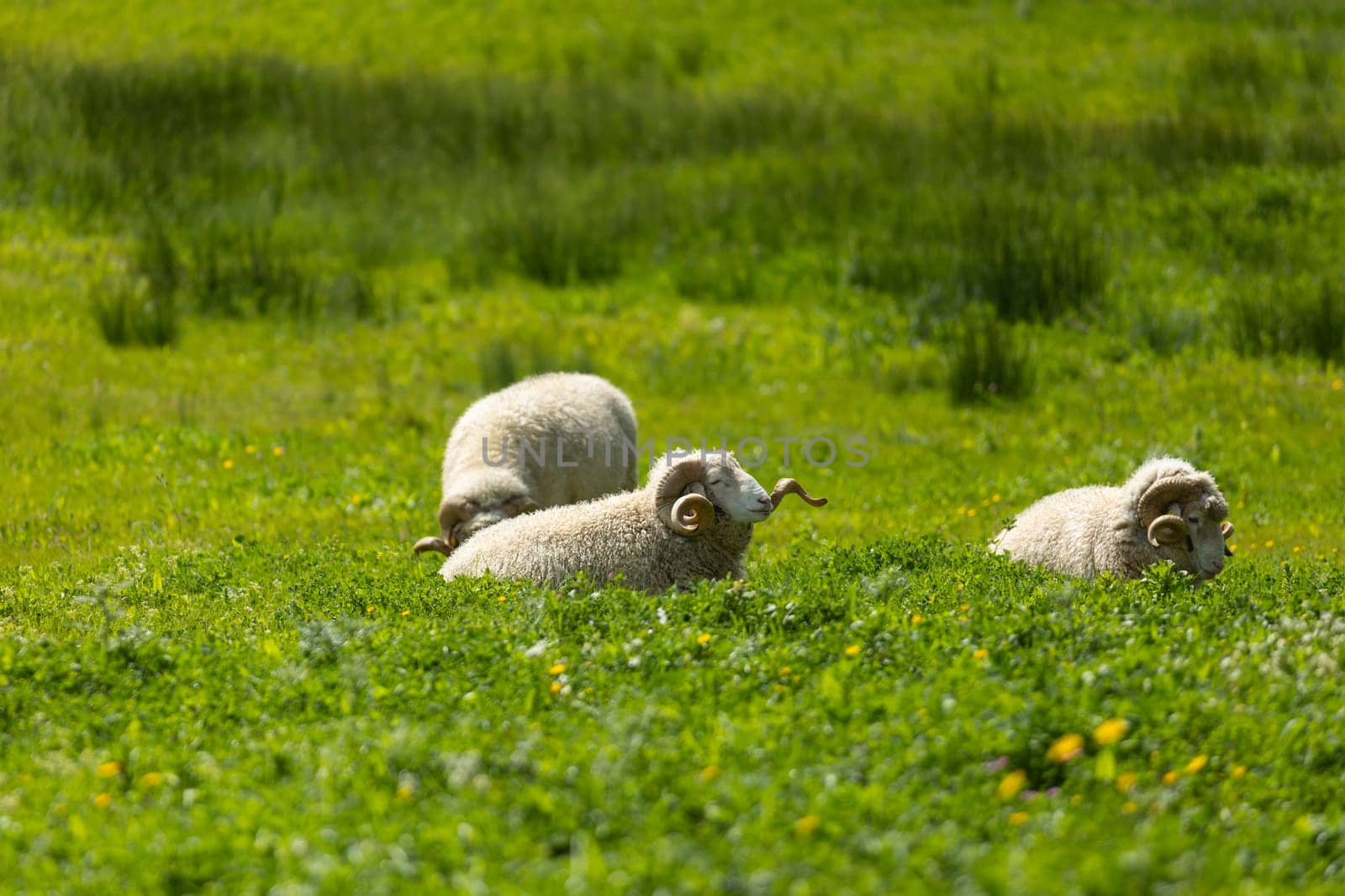 Three sheep are resting on a lush green meadow on a sunny day