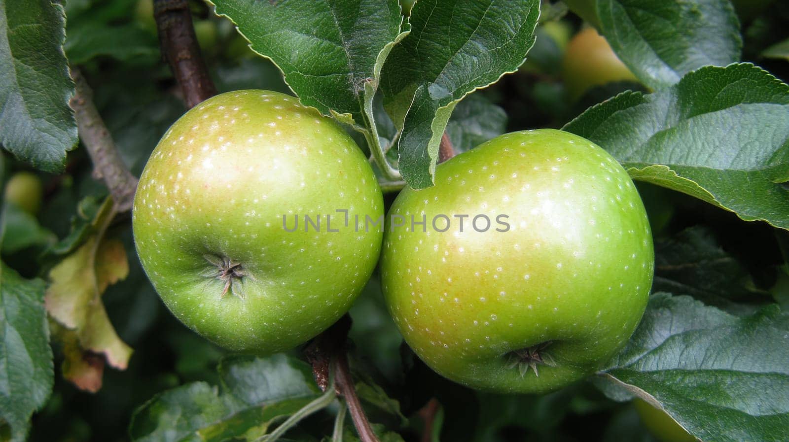 apples grow on a tree with orchard, Generative AI, food