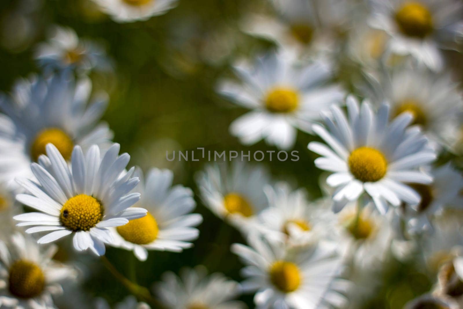 Ox-eye Daisy (Leucanthemum vulgare) in garden - soft focus