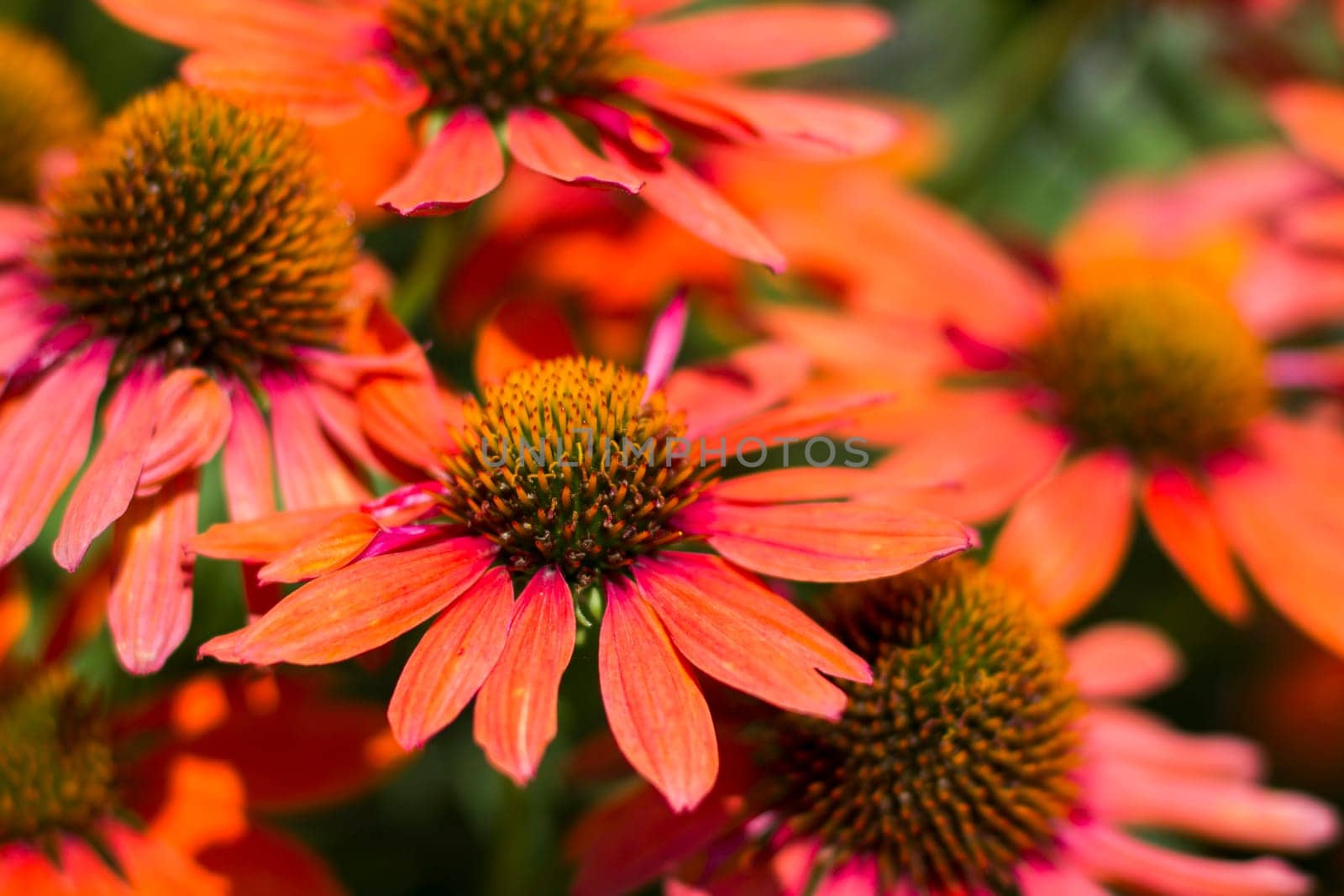 echinacea purpurea - coneflowers in the garden - soft focus