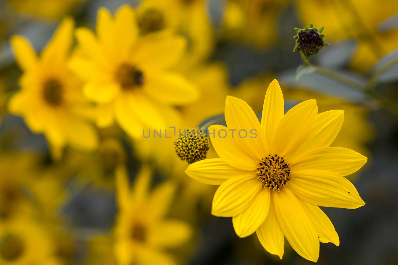 yellow flowers in a garden - natural summer background