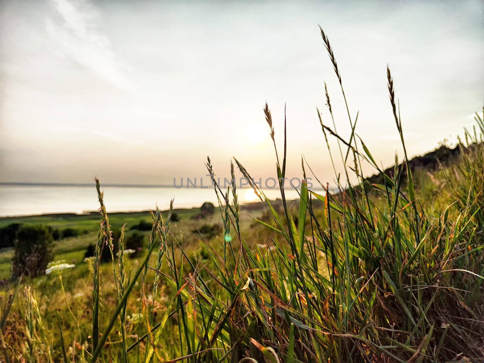 Tall grass catches the last light of day as the sun sets over the calm waters by the shore, creating a serene atmosphere.