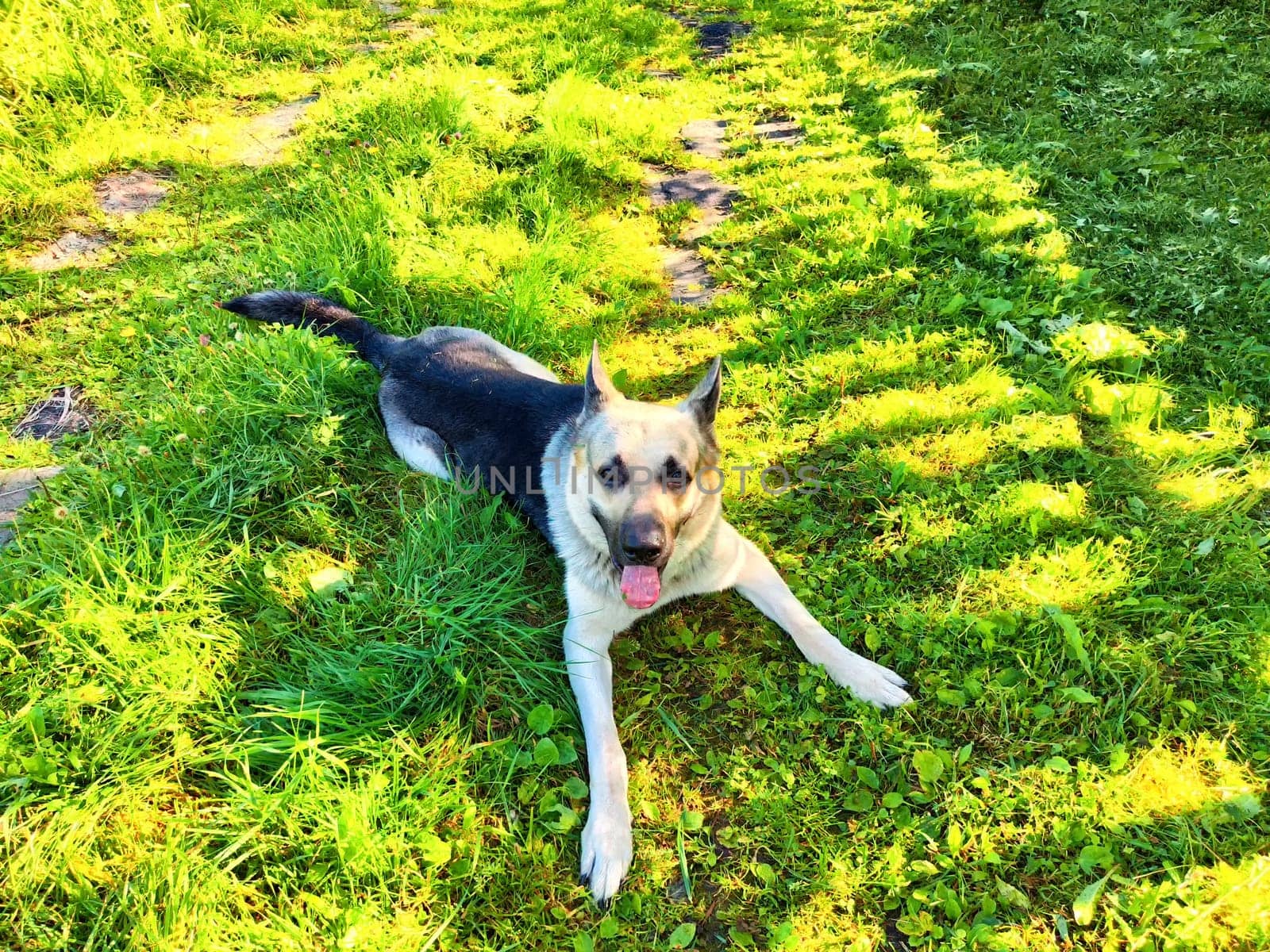 The German Shepherd enjoys a relaxed moment on the vibrant grass, soaking up the sun and cheerful atmosphere of the park.