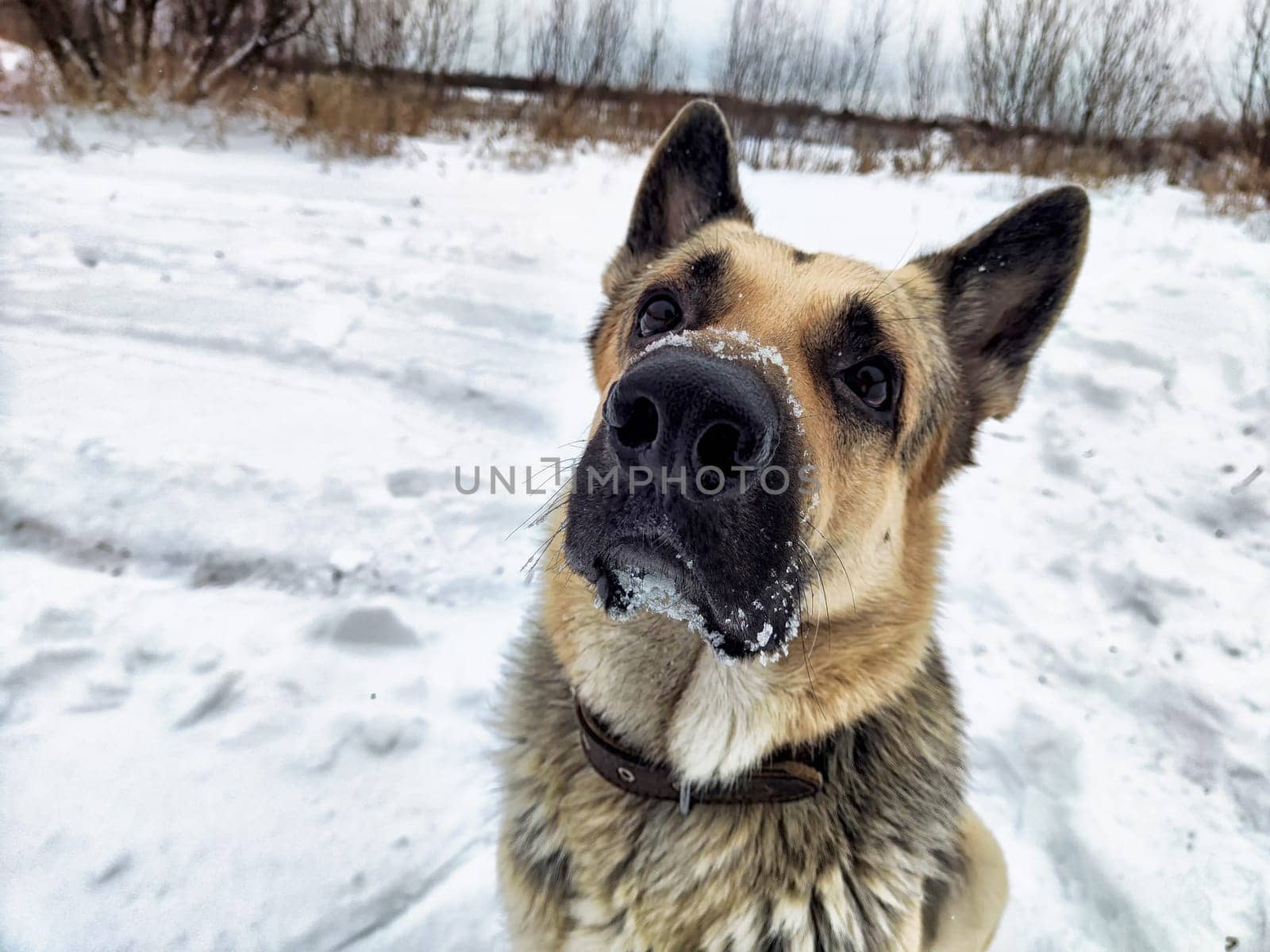 Dog German Shepherd in winter day, white snow and tree around. Waiting eastern European dog veo in park or forest. Partial focus