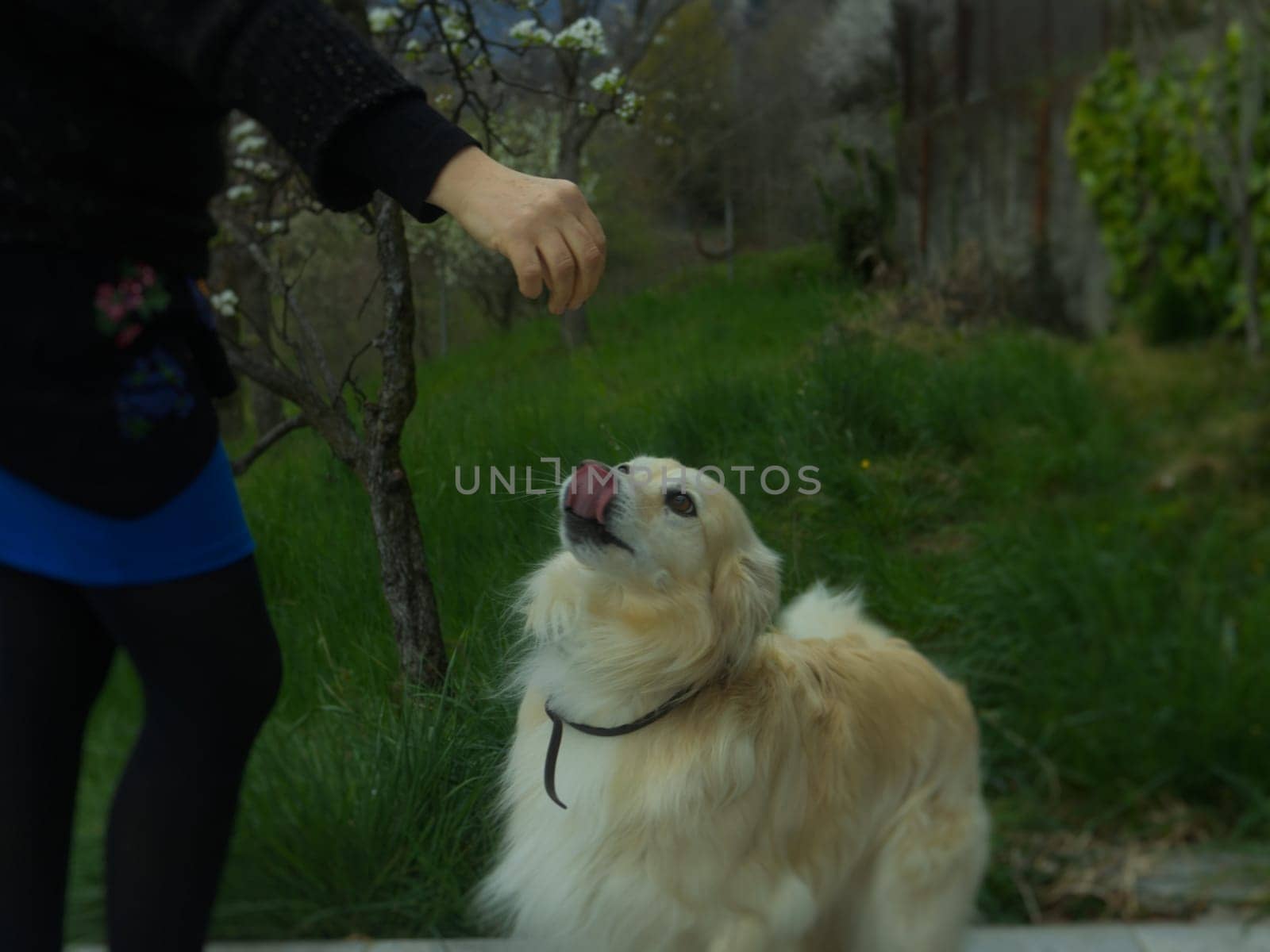 a caucasian woman plays with her pets in the garden. High quality photo