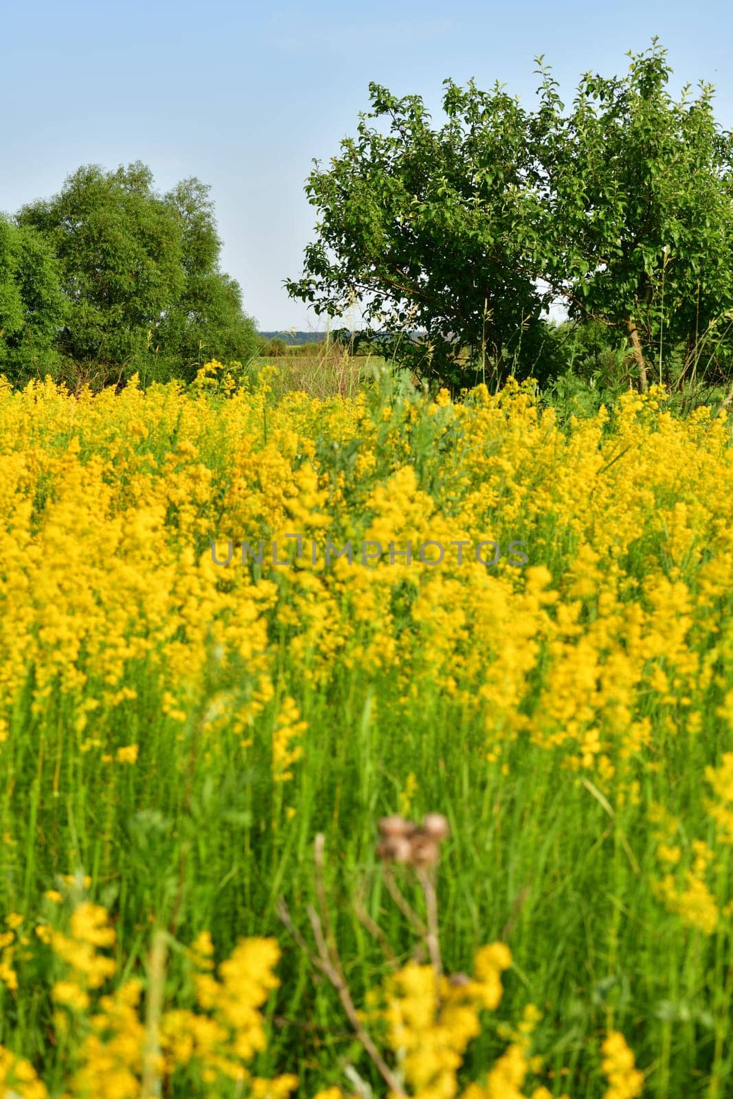 Glade with blooming yellow bedstraw and a trees, Russia
