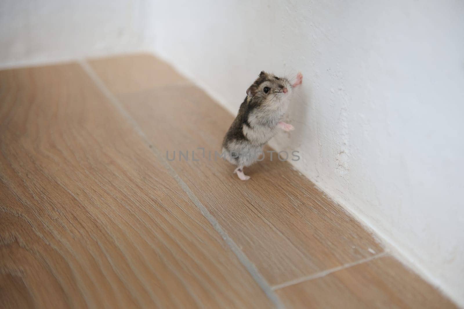 A curious hamster stands on its hind legs against a white wall on a wooden floor.