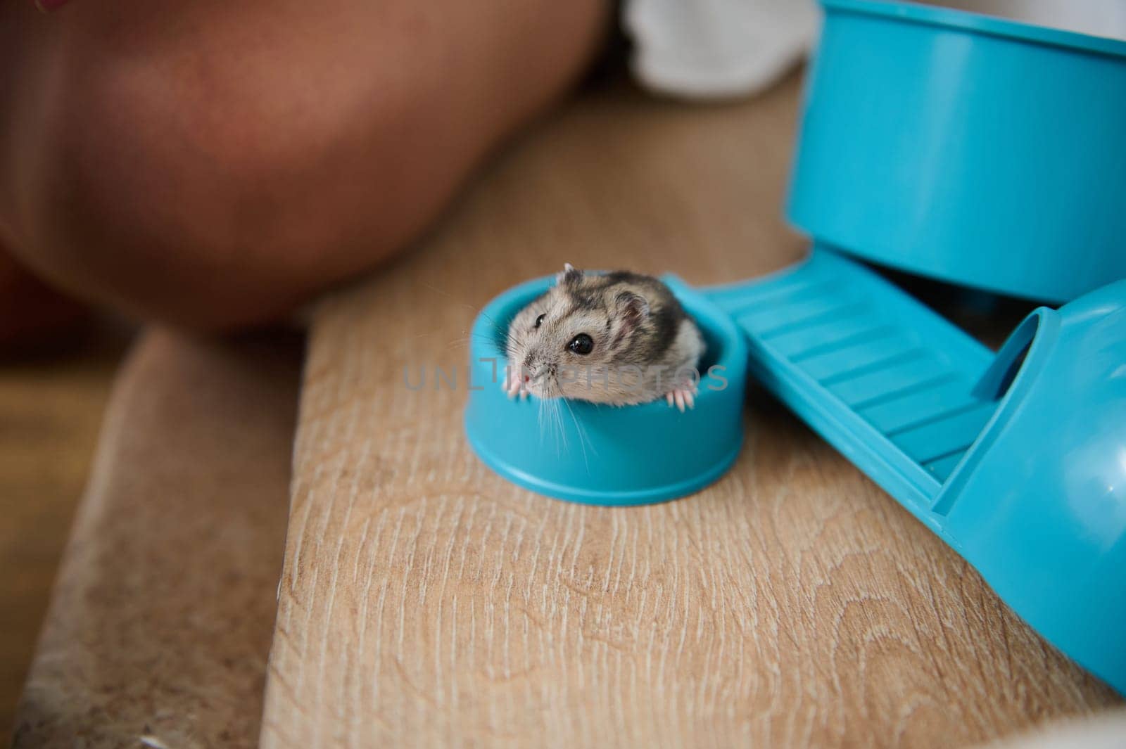 A curious little hamster peeks from a small blue cup on a wooden floor, showcasing its adorable nature. The hamster is part of a mini toy set, creating a playful and endearing scene.