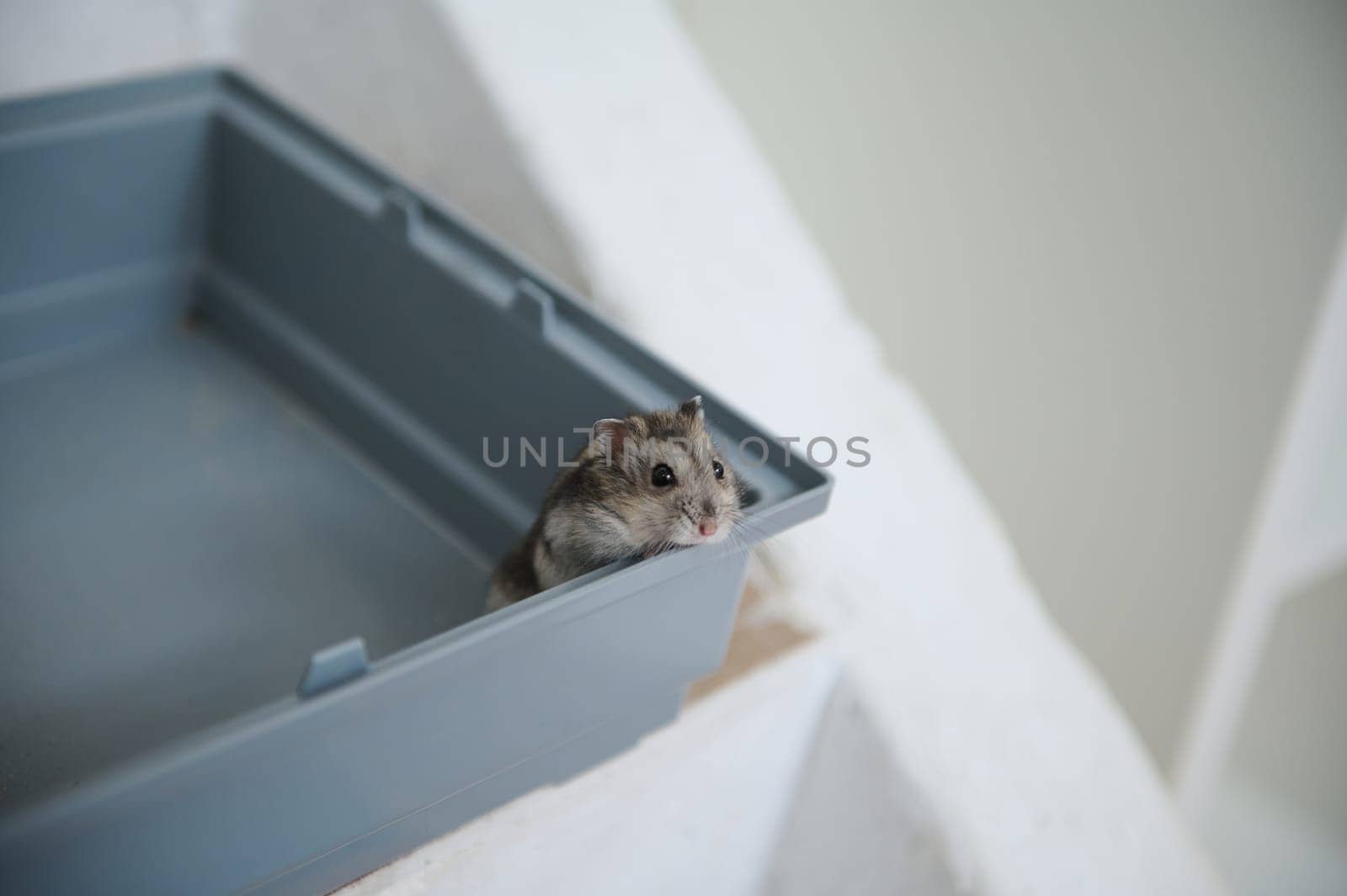 Cute dwarf hamster looking out from its plastic cage, curious and charming, against a bright backdrop.