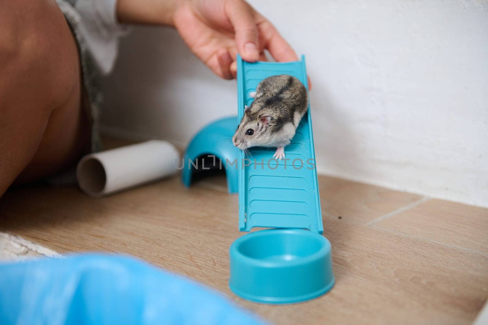 A close-up of a small hamster exploring its blue plastic playground indoors, highlighting its tiny, curious nature. Ideal for concepts of pet care, small animals, and play.