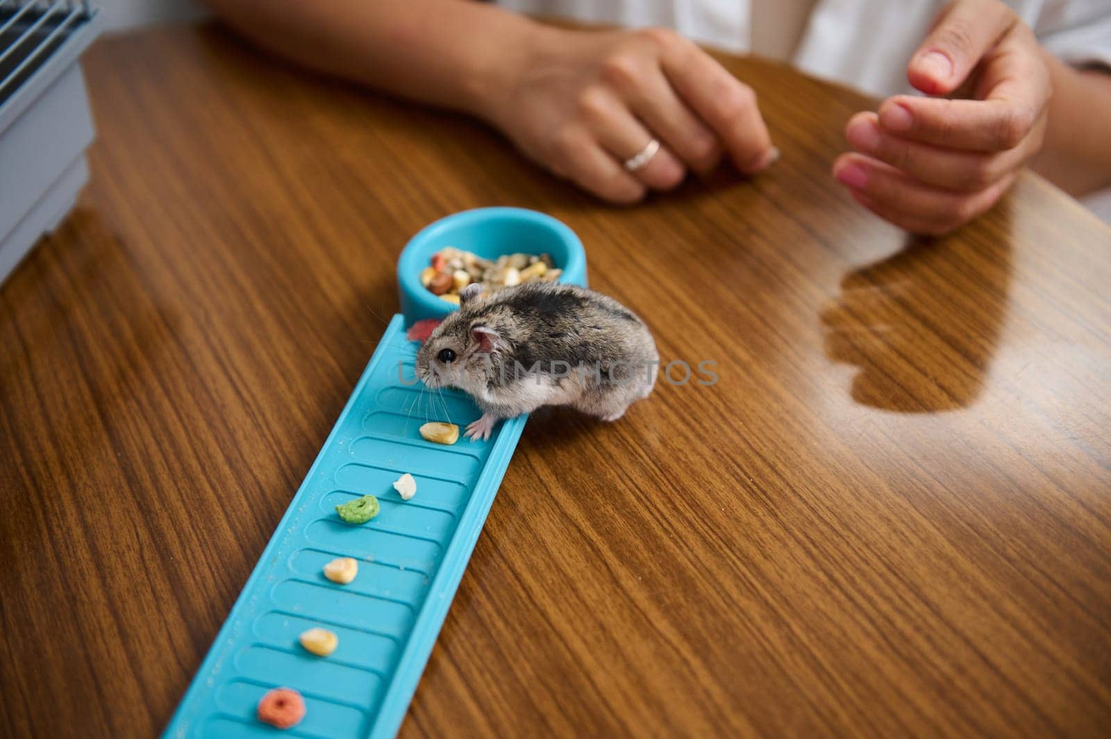 A cute hamster explores a blue feeder filled with various pet food options on a table. A person is nearby providing comfort, highlighting a bond between human and pet.