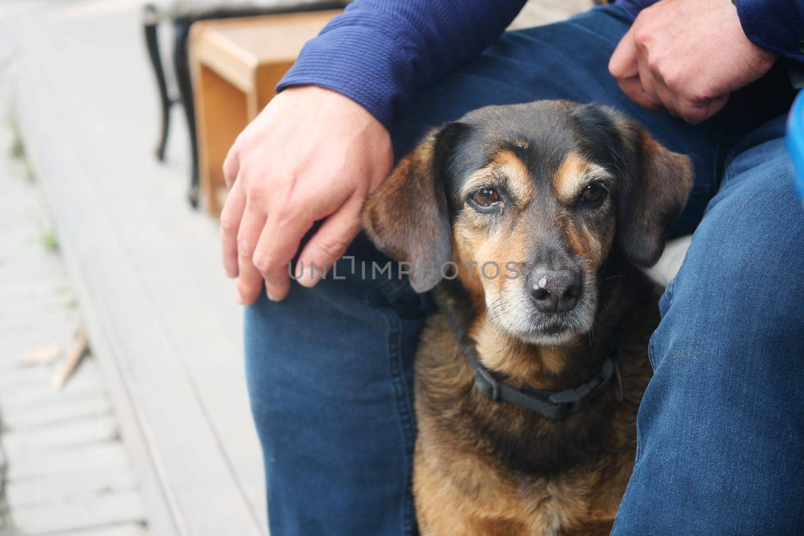 A person sits comfortably, resting their hand on a dog beside them.