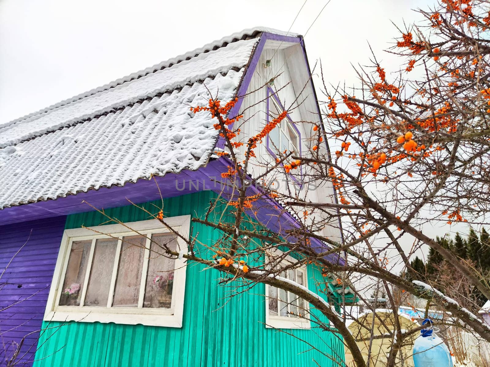 A cozy cottage with a vivid turquoise and purple exterior surrounded by snow and bright mountain ash berries under gray sky.