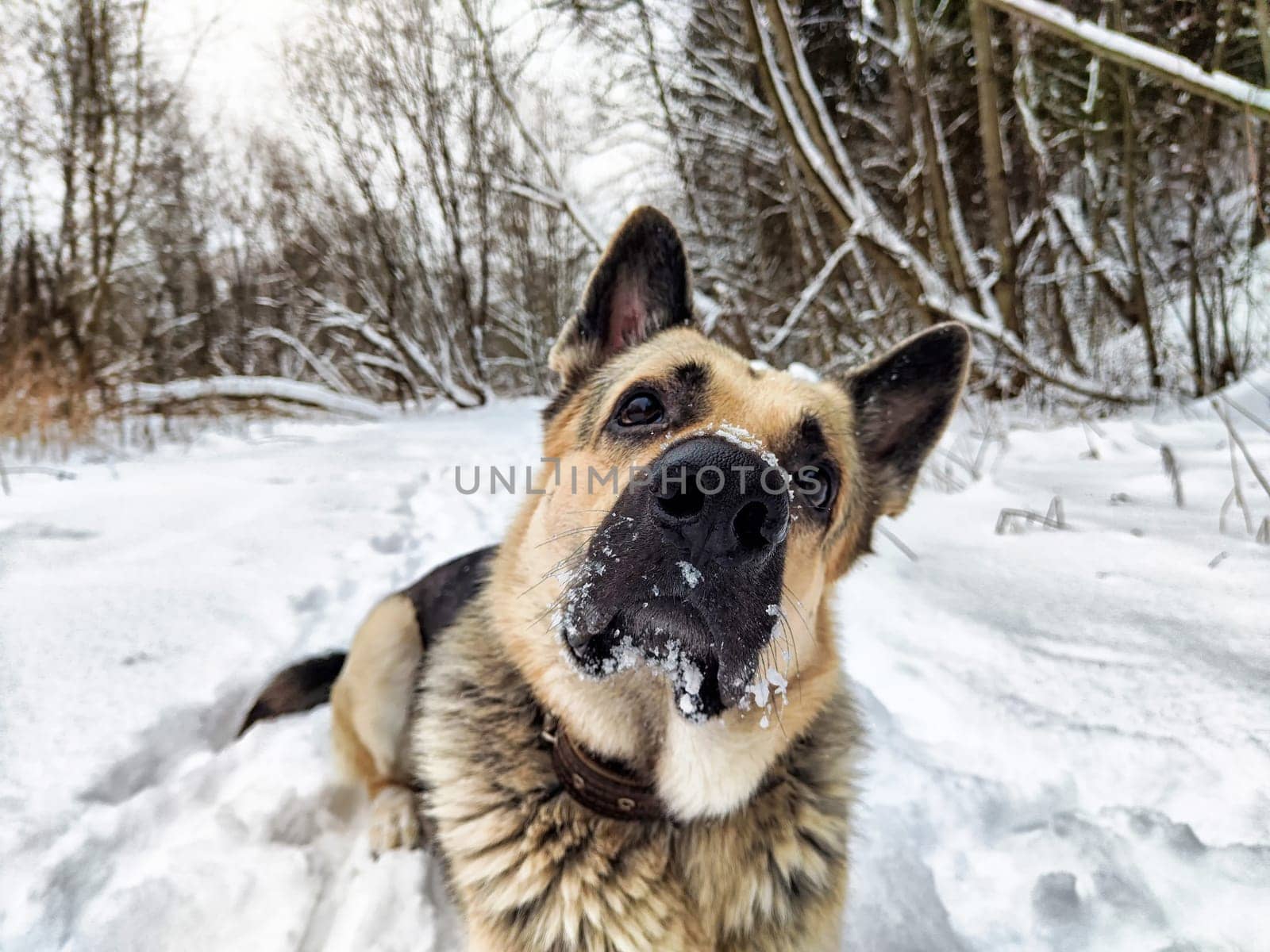 Dog German Shepherd in winter day, white snow and tree around. Waiting eastern European dog veo in park or forest. Partial focus