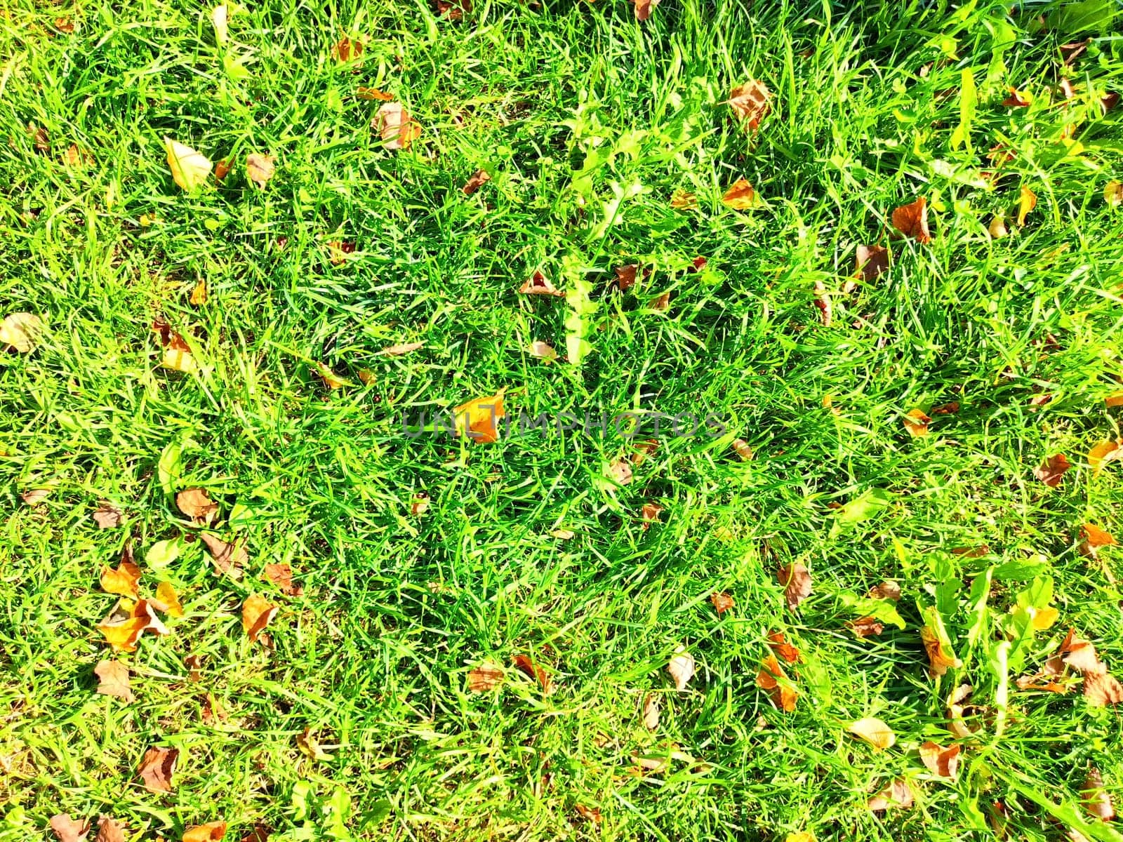 Vibrant green grass interspersed with colorful fallen leaves creates a lively atmosphere for outdoor gatherings and relaxation.
