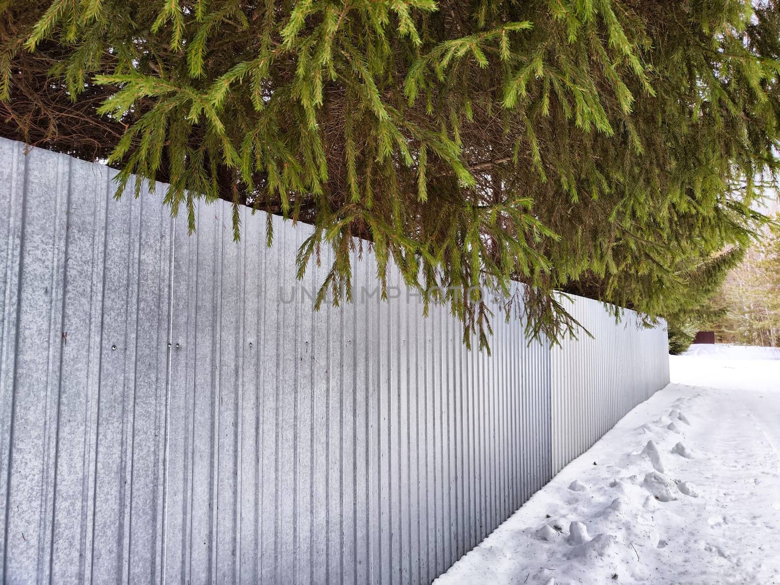A snow-covered pathway runs parallel to a tall metal fence, with evergreen trees lining the edge, creating a serene winter atmosphere.