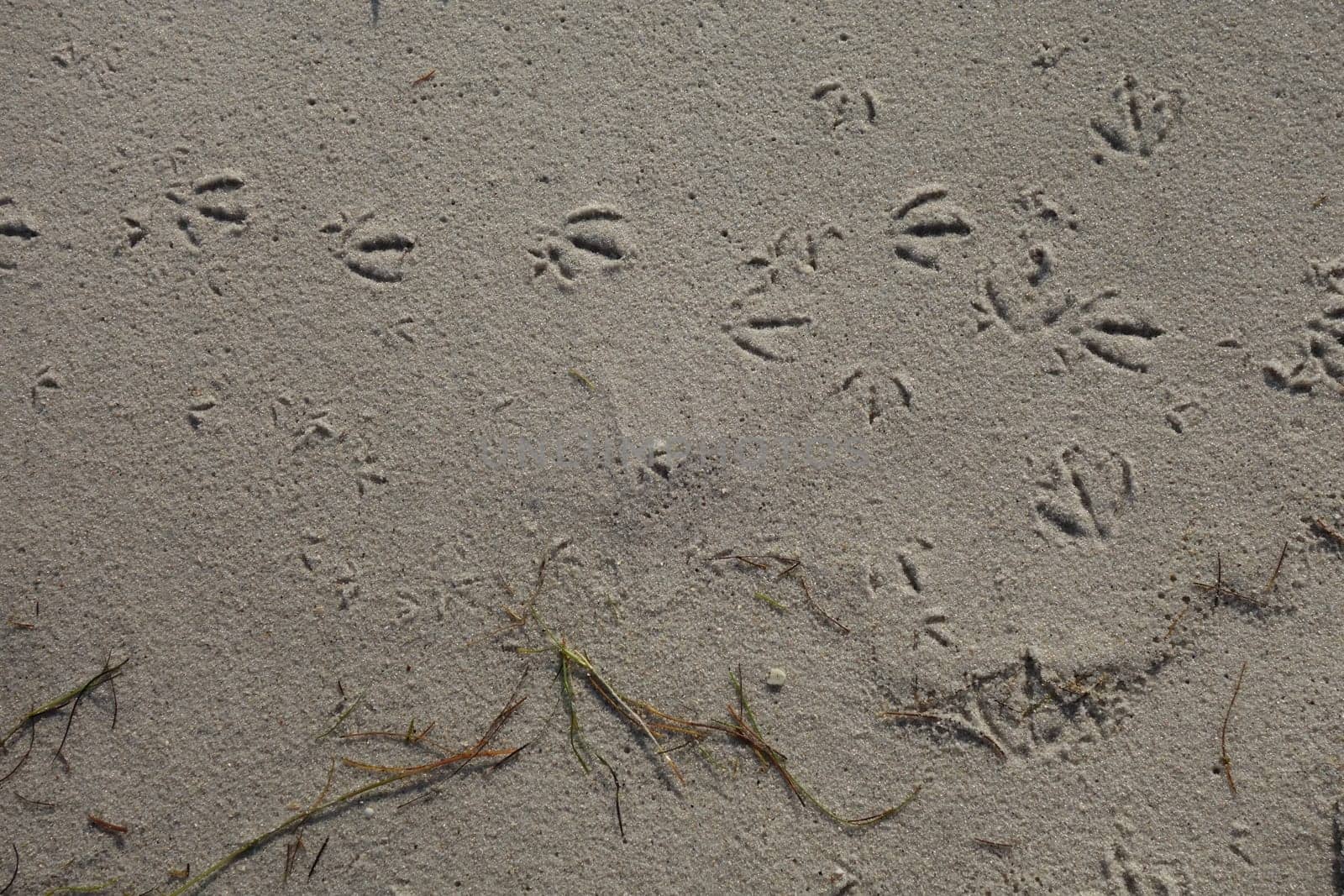 Birds footprints on a white sandy beach